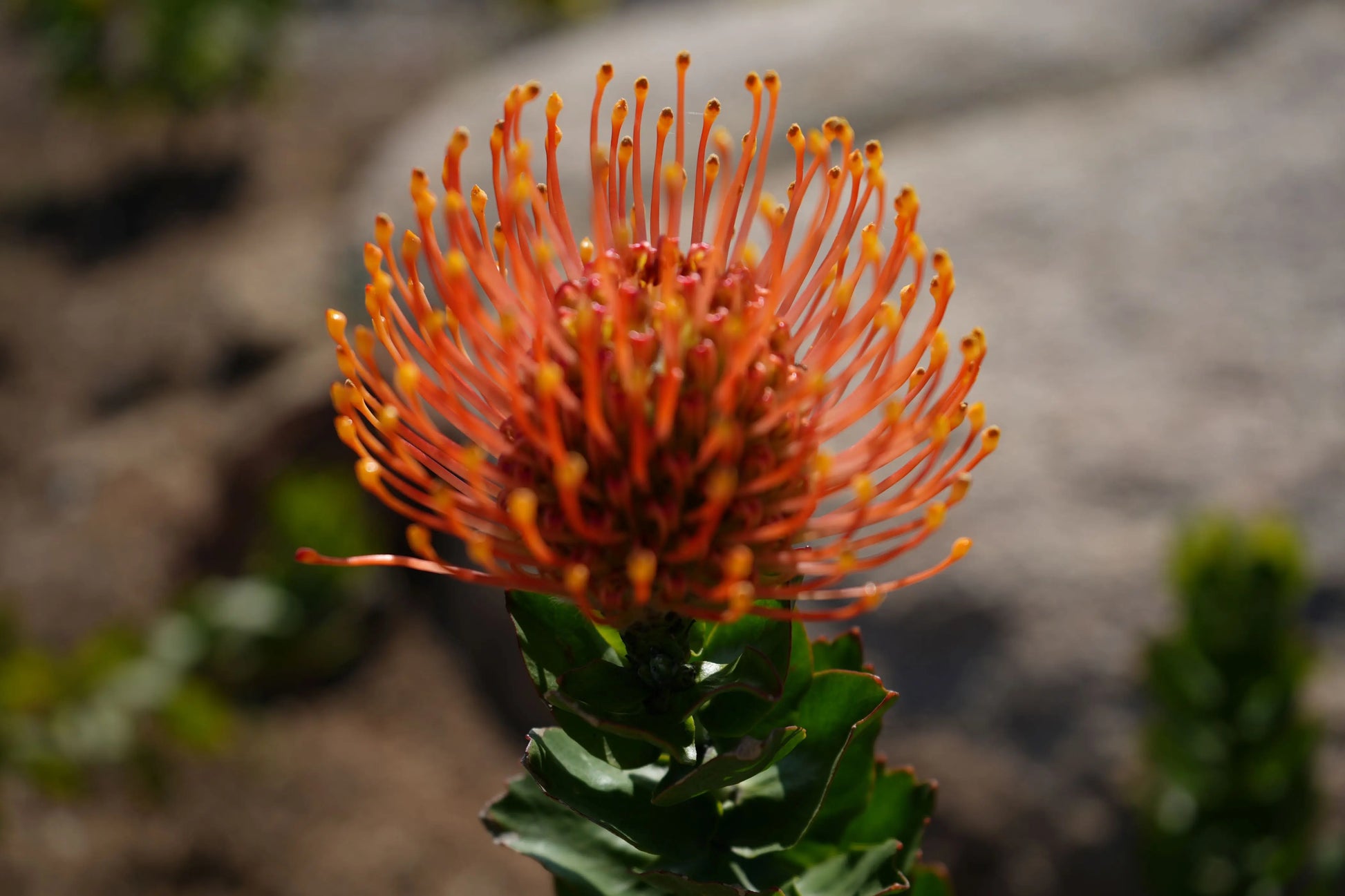 Leucospermum patersonii 'Brothers' | orange bloomed pincushion plants My Store