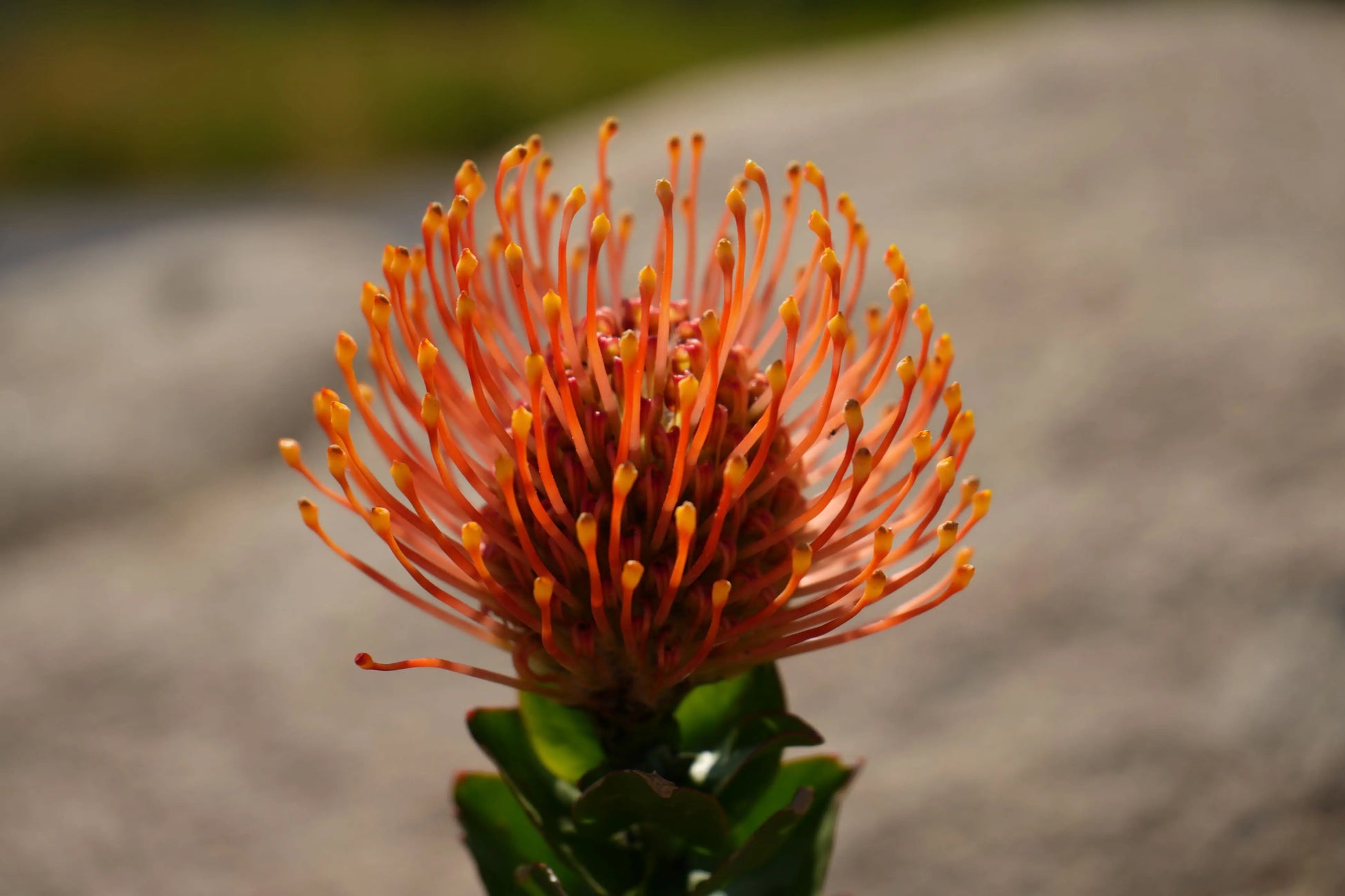 Leucospermum patersonii 'Brothers' | orange bloomed pincushion plants My Store