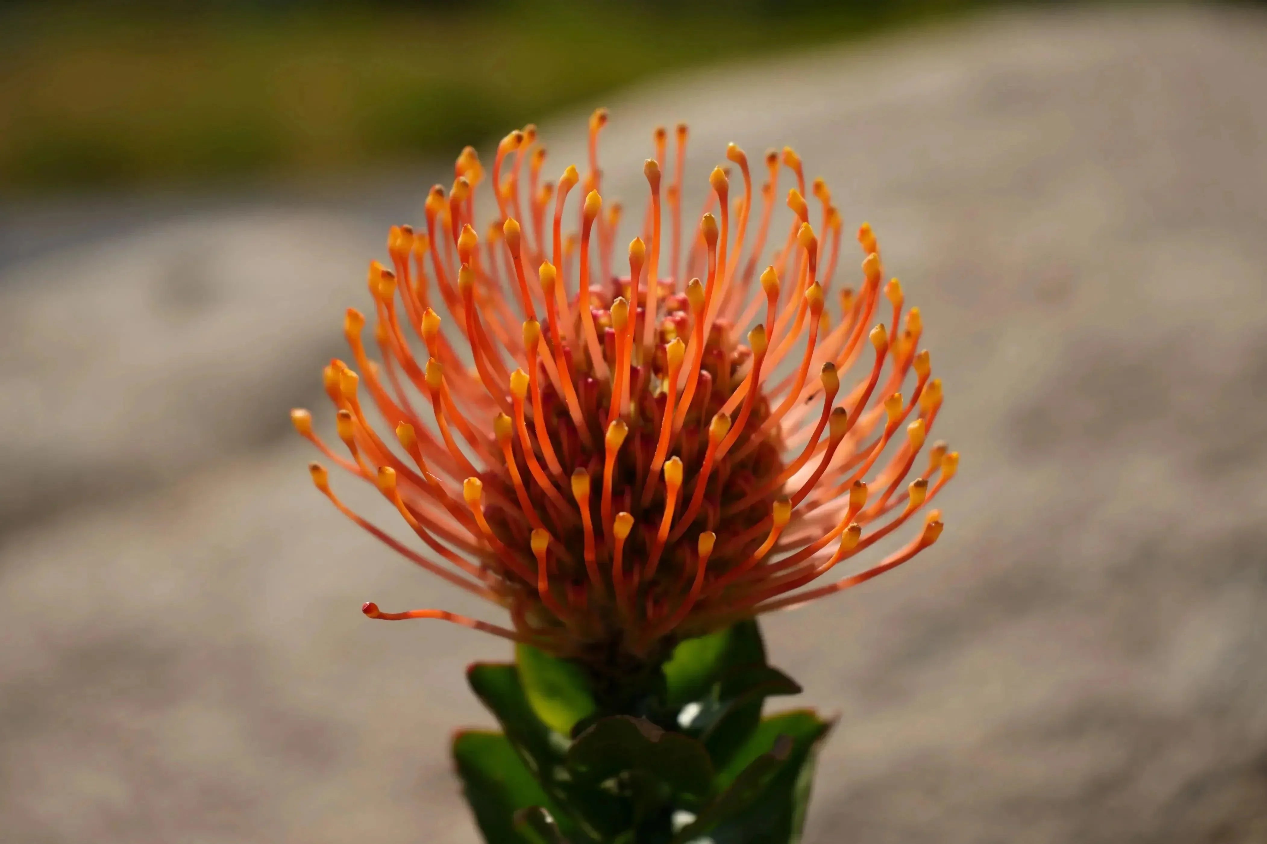 Protea Plants: Banksia, Leucadendron, Pincushion, and Exotic Blooms