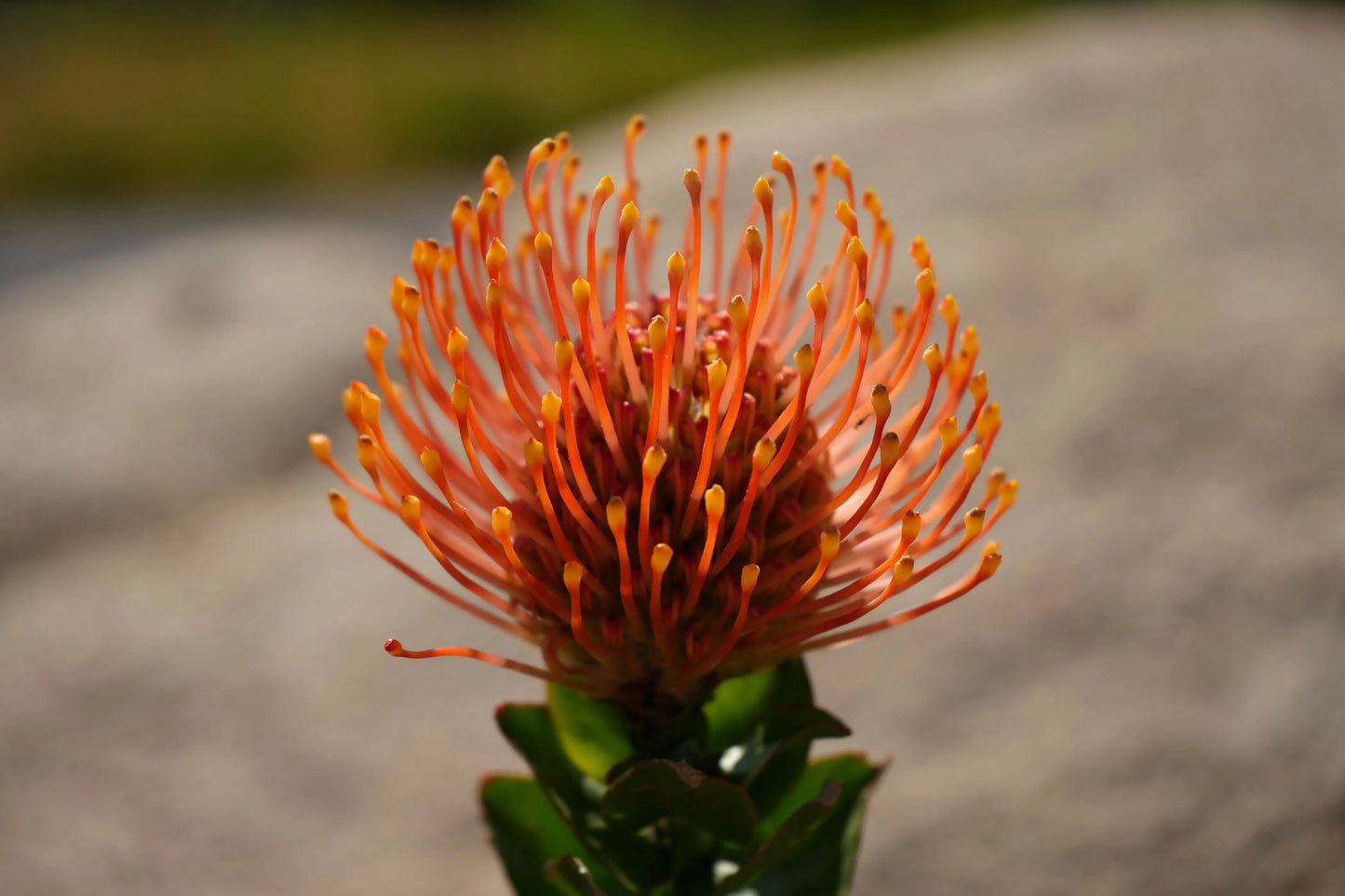 Leucospermum patersonii 'Brothers' | orange bloomed pincushion plants My Store