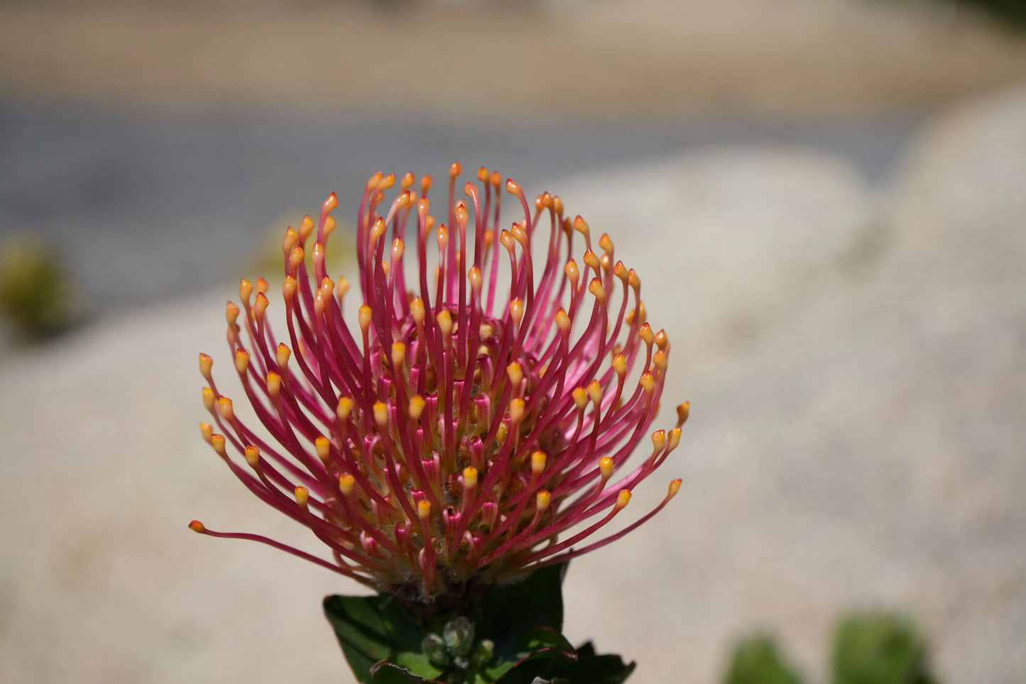 Leucospermum patersonii 'Brothers' | orange bloomed protea plants My Store