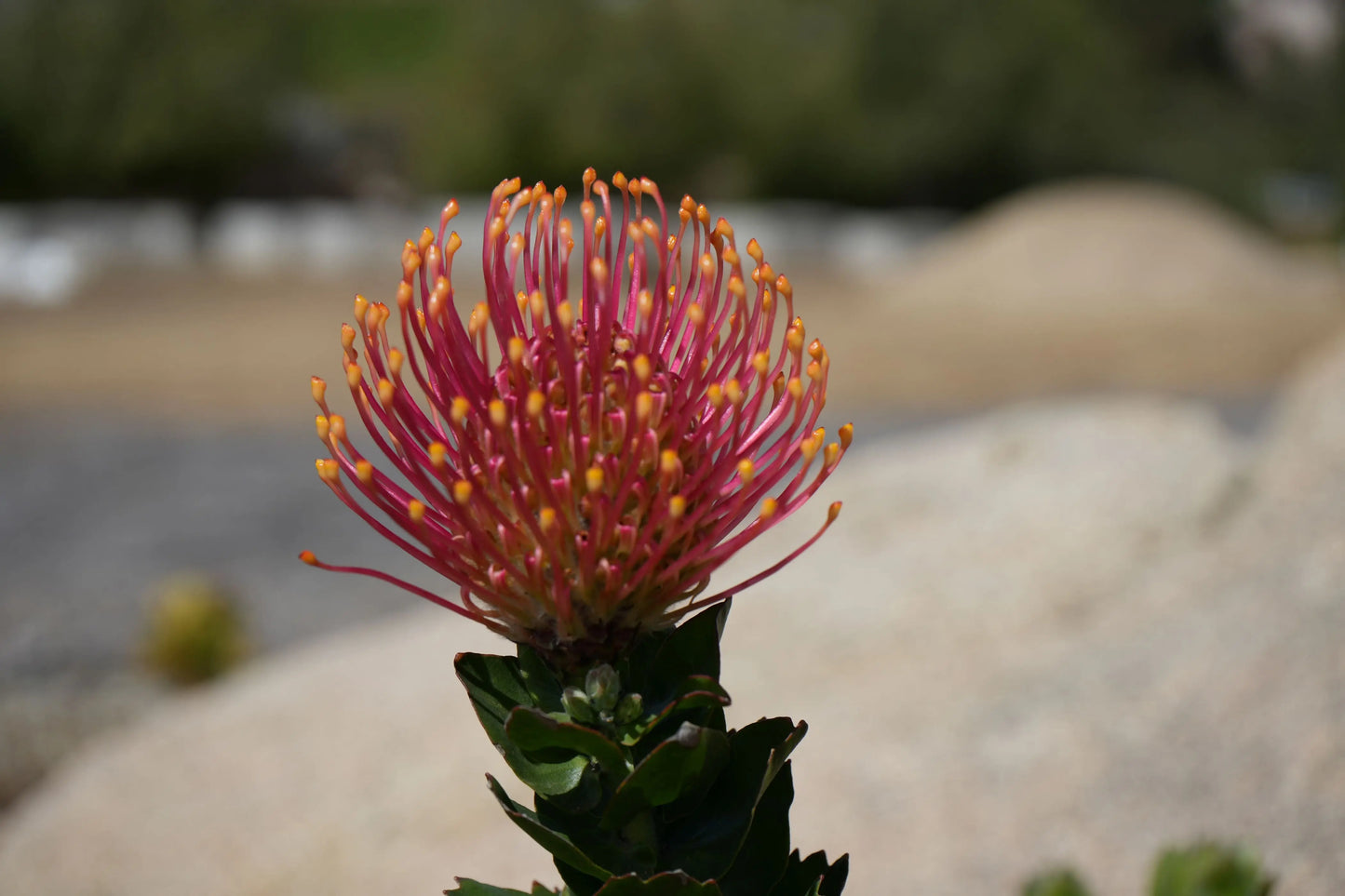 Leucospermum patersonii 'Brothers' | orange bloomed protea plants My Store