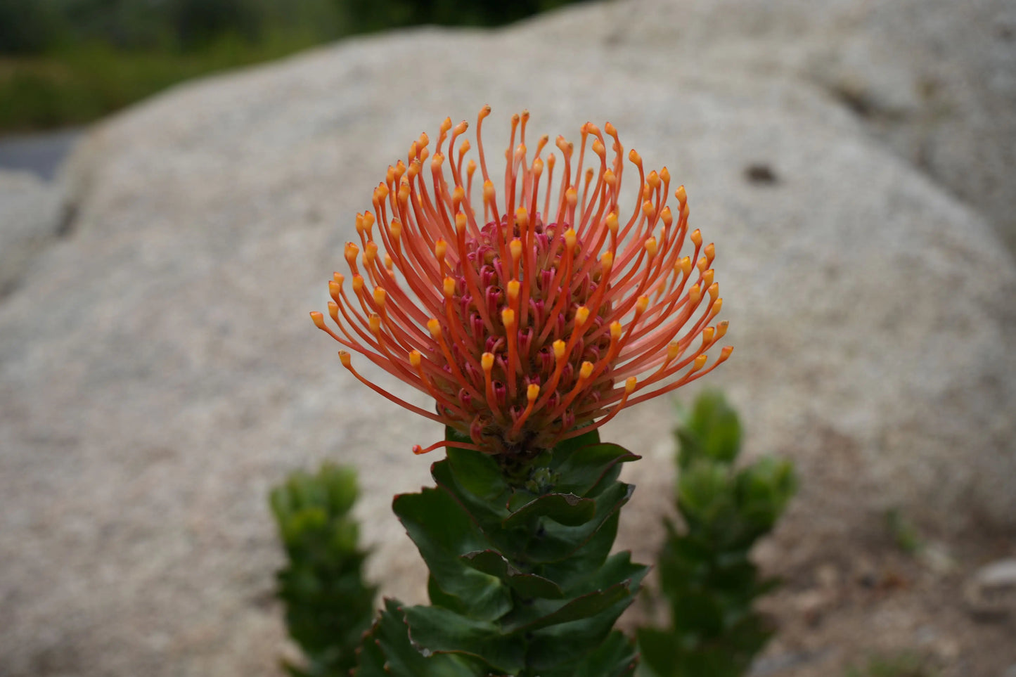 Leucospermum patersonii 'Brothers' | orange bloomed protea plants My Store