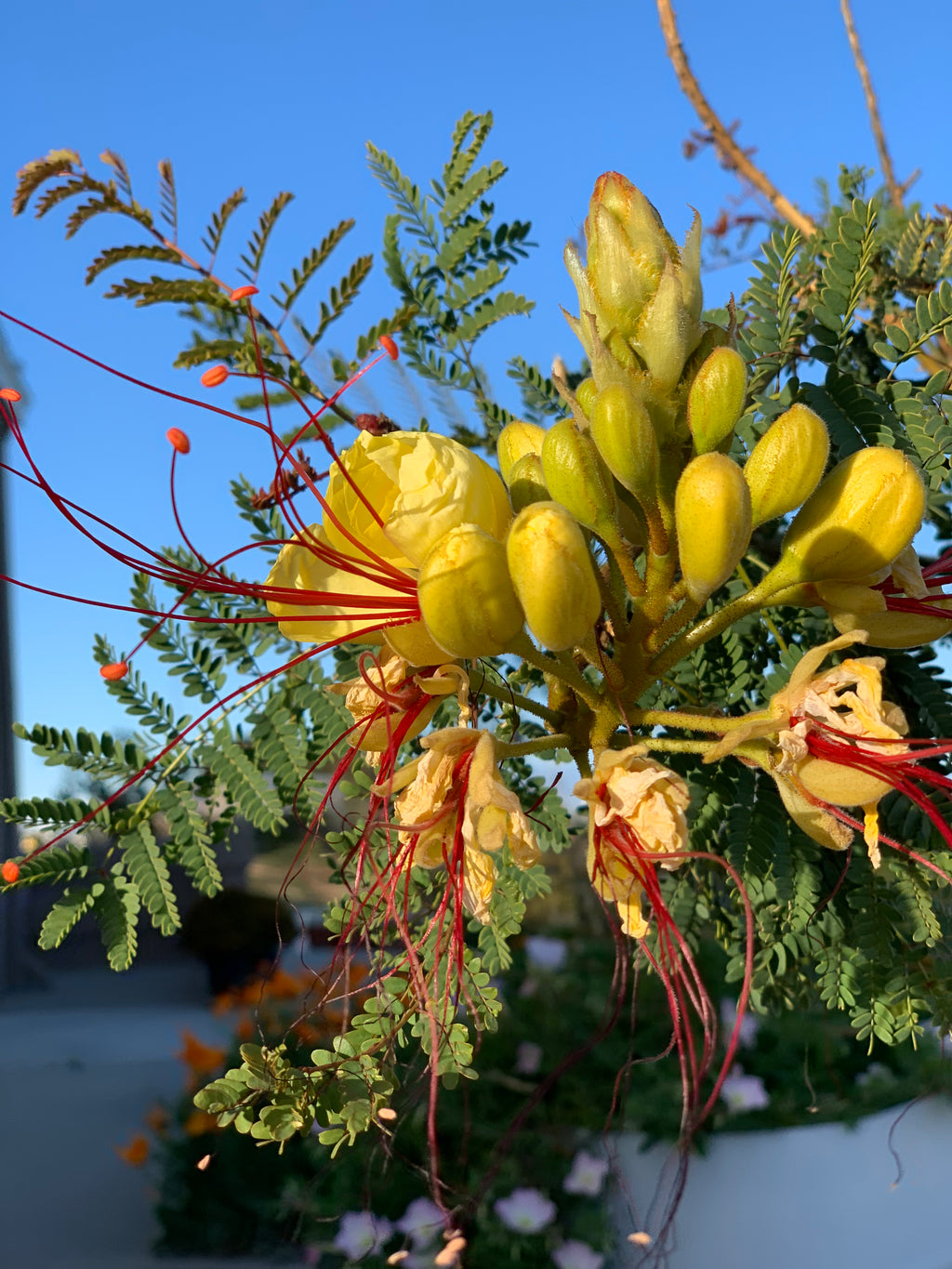 Caesalpinia mexicana (Mexican Bird of Paradise)
