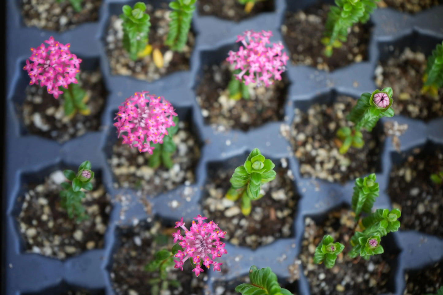 Ozothamnus diosmifolius | Dark Pink Rice Flower My Store