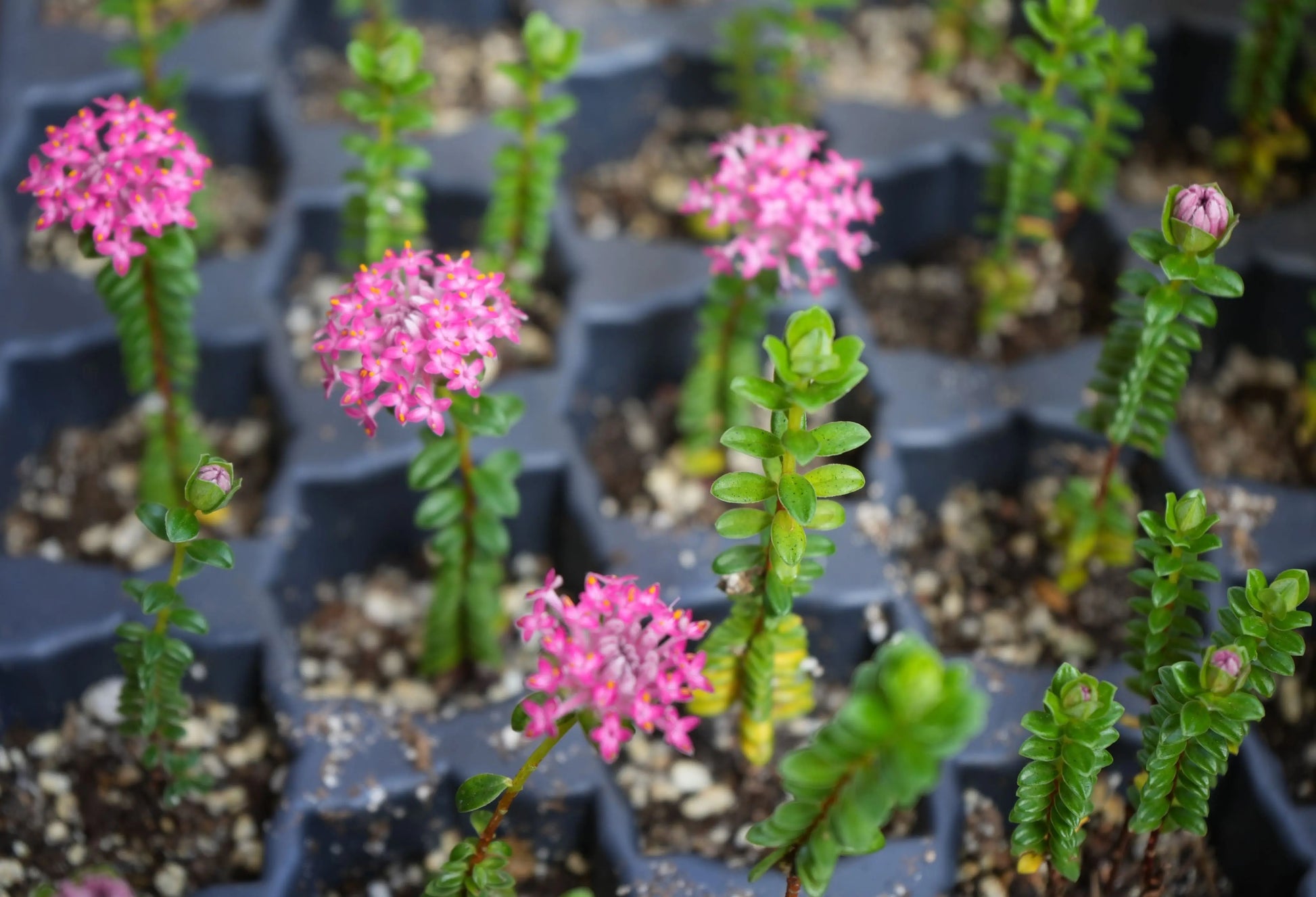 Ozothamnus diosmifolius | Dark Pink Rice Flower My Store