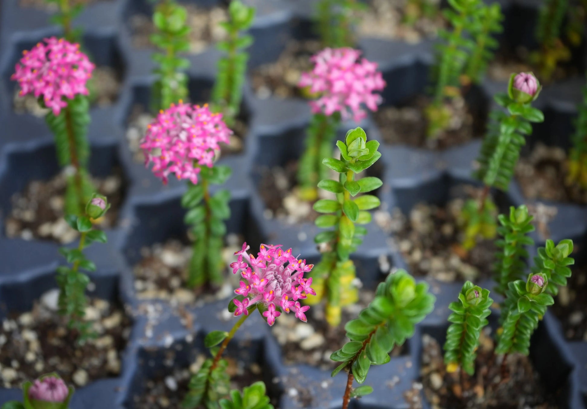 Ozothamnus diosmifolius | Dark Pink Rice Flower My Store