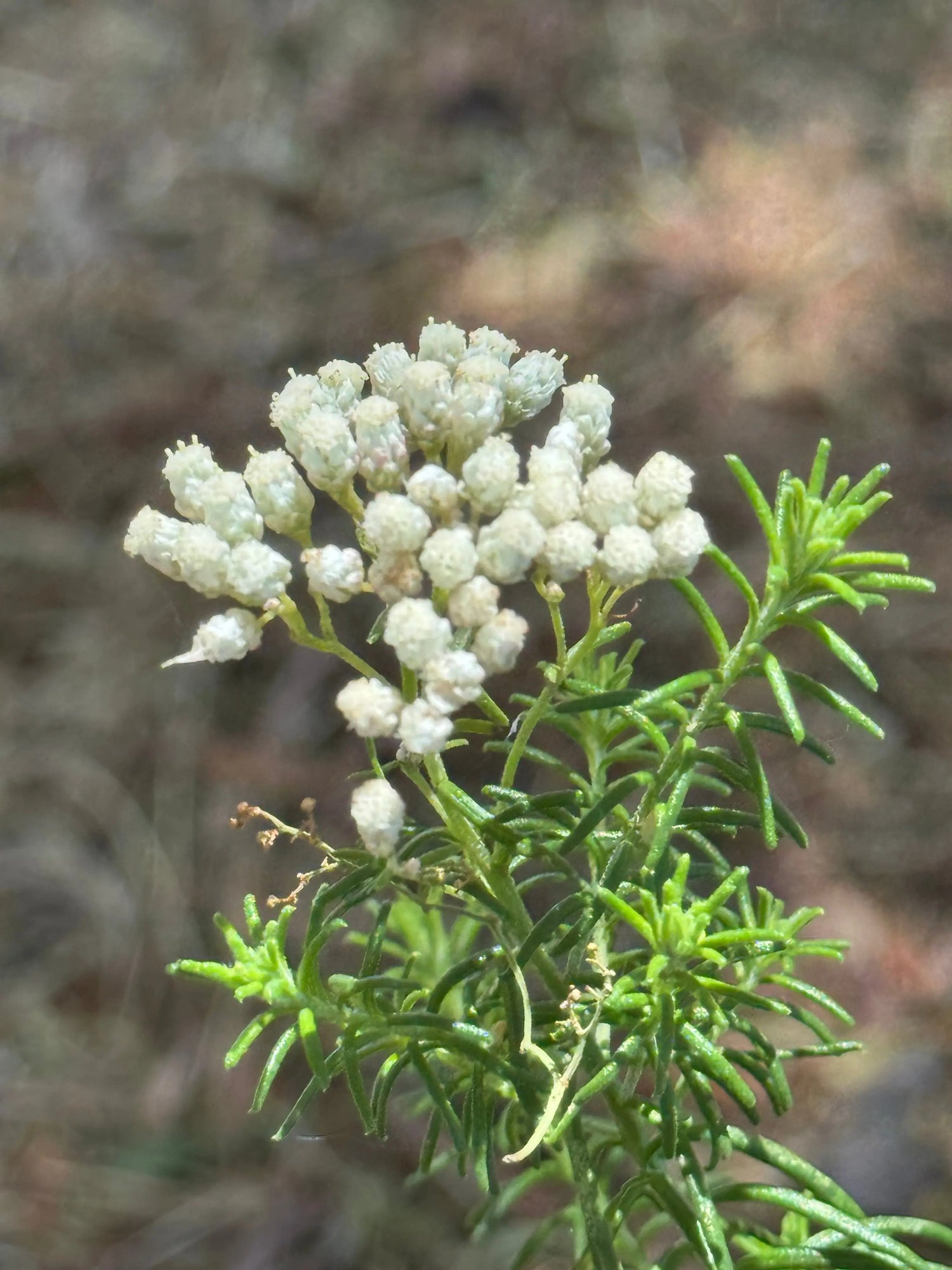 Ozothamnus diosmifolius | Pink Rice Flowers blossom in spherical shape resembles the grains of rice Bonte Farm