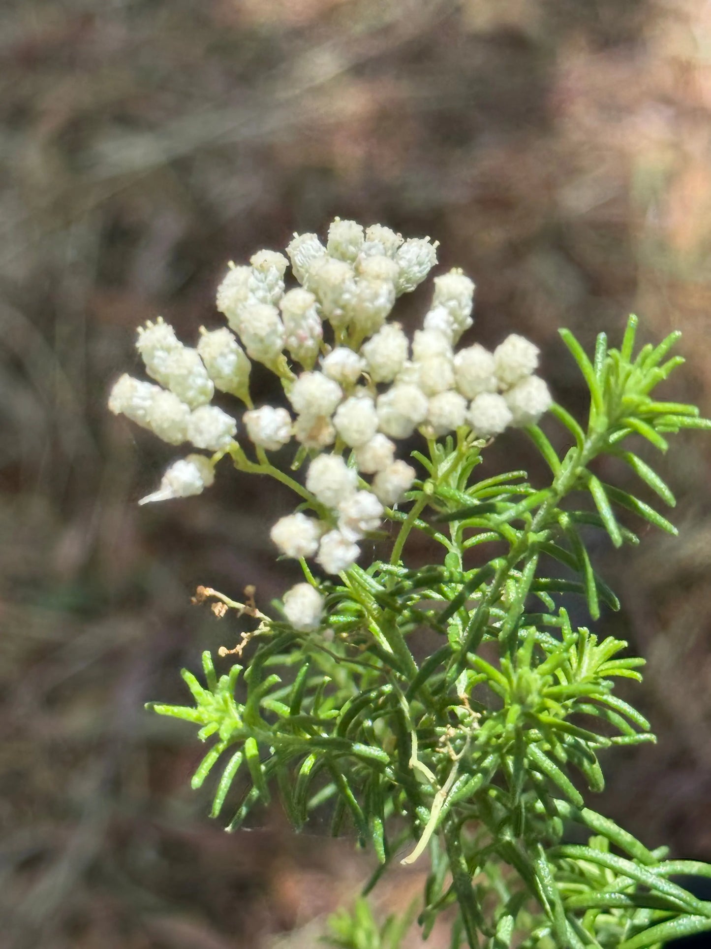 Ozothamnus diosmifolius | Pink Rice Flowers blossom in spherical shape resembles the grains of rice Bonte Farm