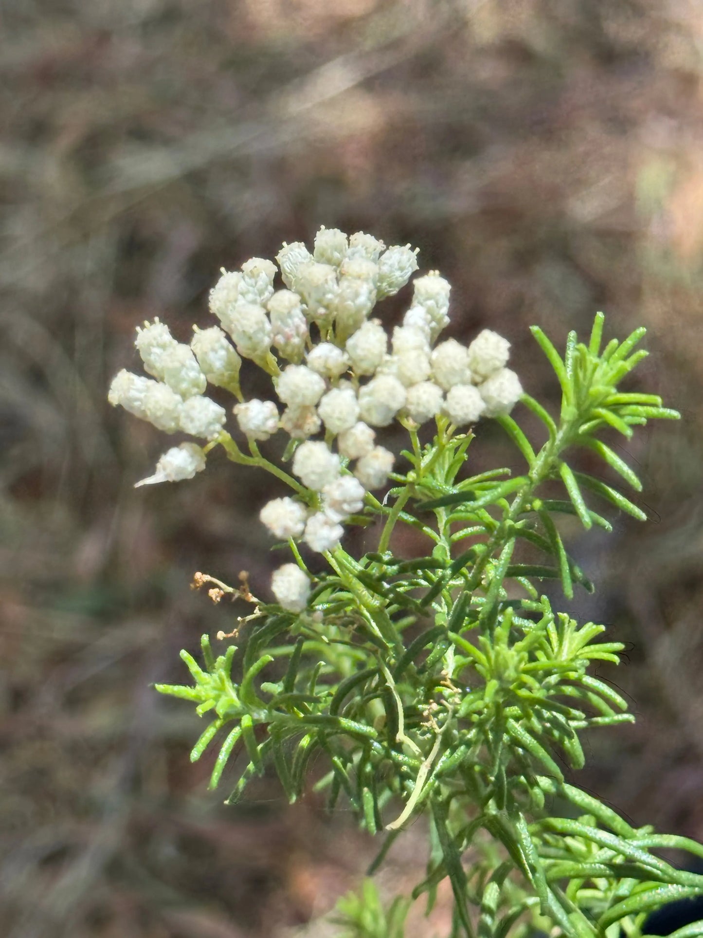 Ozothamnus diosmifolius | Pink Rice Flowers blossom in spherical shape resembles the grains of rice Bonte Farm