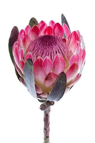 PROTEA Branda: Unique and Exotic Flowering Shrub for Your Garden - Bonte Farm