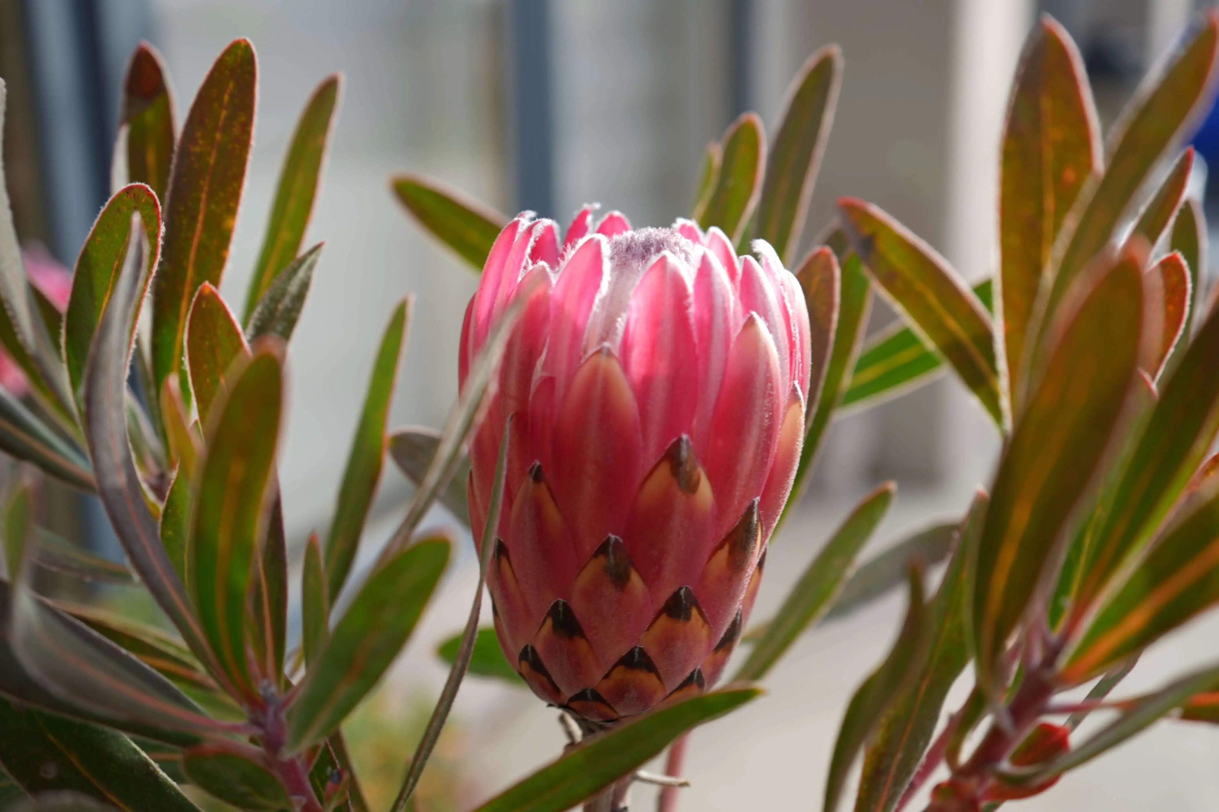 PROTEA Claire - Cultivate the Exotic Protea Claire in Your Garden | Protea Plant Family - Bonte Farm
