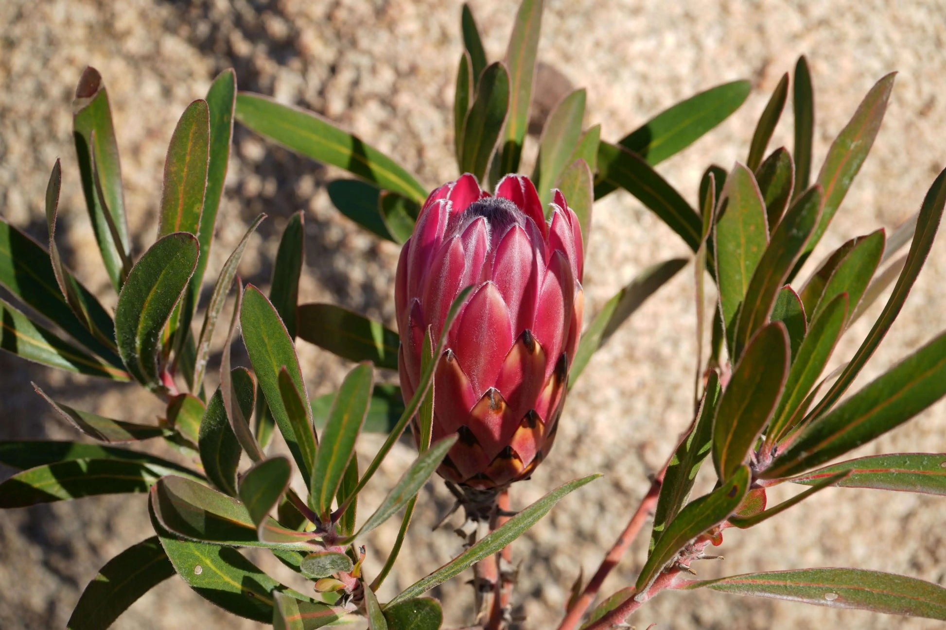 PROTEA Claire - Cultivate the Exotic Protea Claire in Your Garden | Protea Plant Family - Bonte Farm