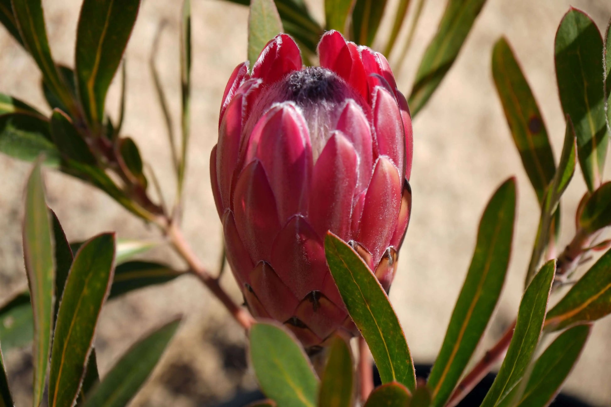 PROTEA Claire - Cultivate the Exotic Protea Claire in Your Garden | Protea Plant Family - Bonte Farm