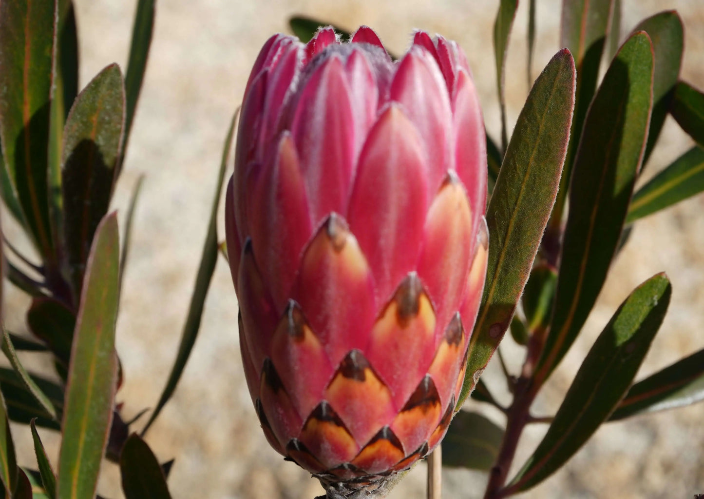 PROTEA Claire - Cultivate the Exotic Protea Claire in Your Garden | Protea Plant Family - Bonte Farm