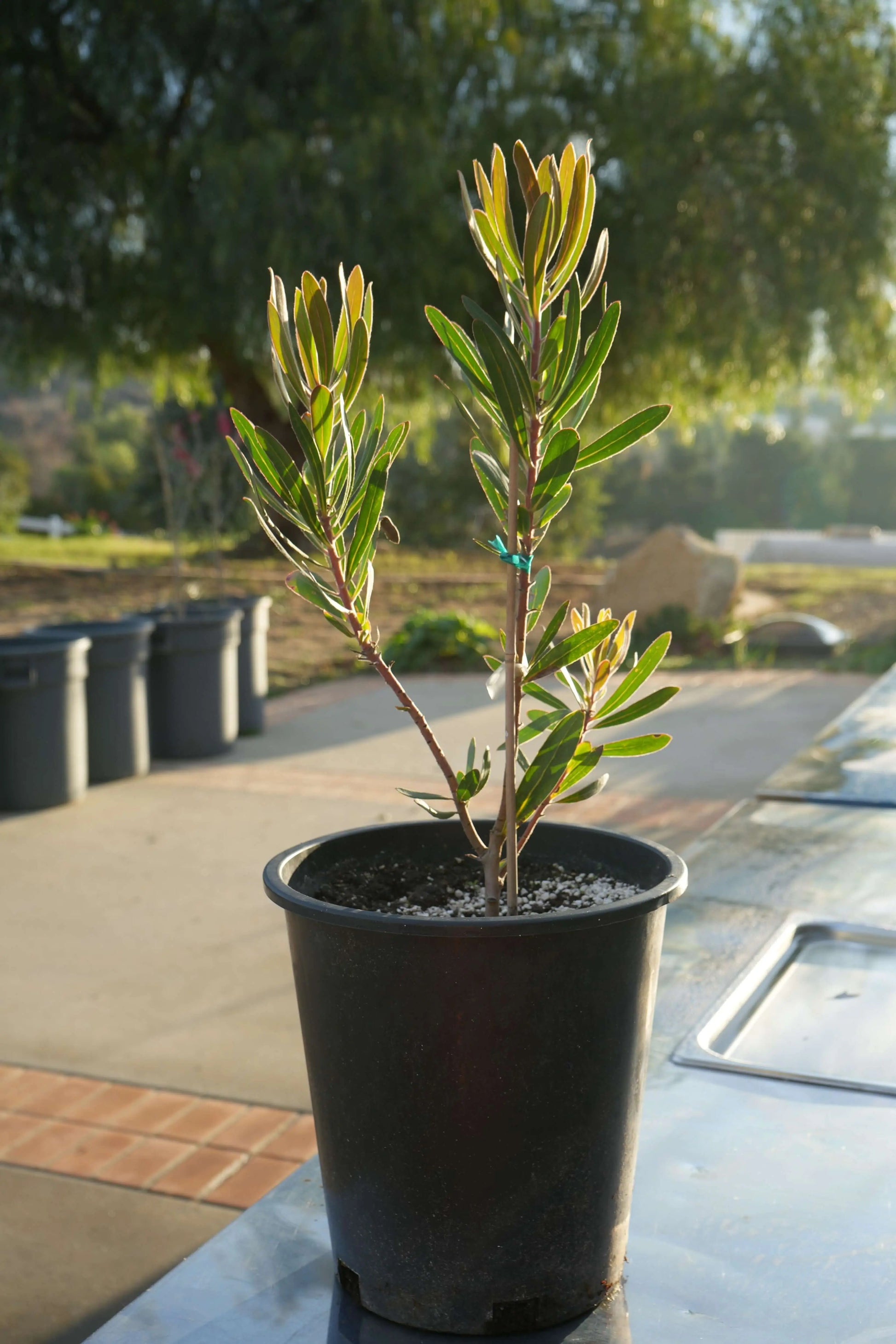 PROTEA Claire - Cultivate the Exotic Protea Claire in Your Garden | Protea Plant Family - Bonte Farm