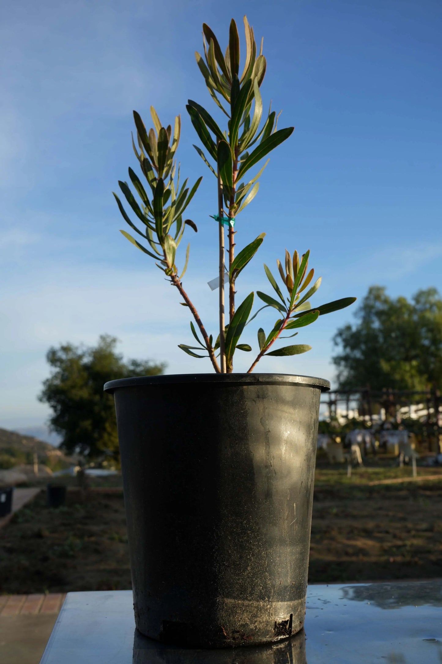 PROTEA Claire - Cultivate the Exotic Protea Claire in Your Garden | Protea Plant Family - Bonte Farm