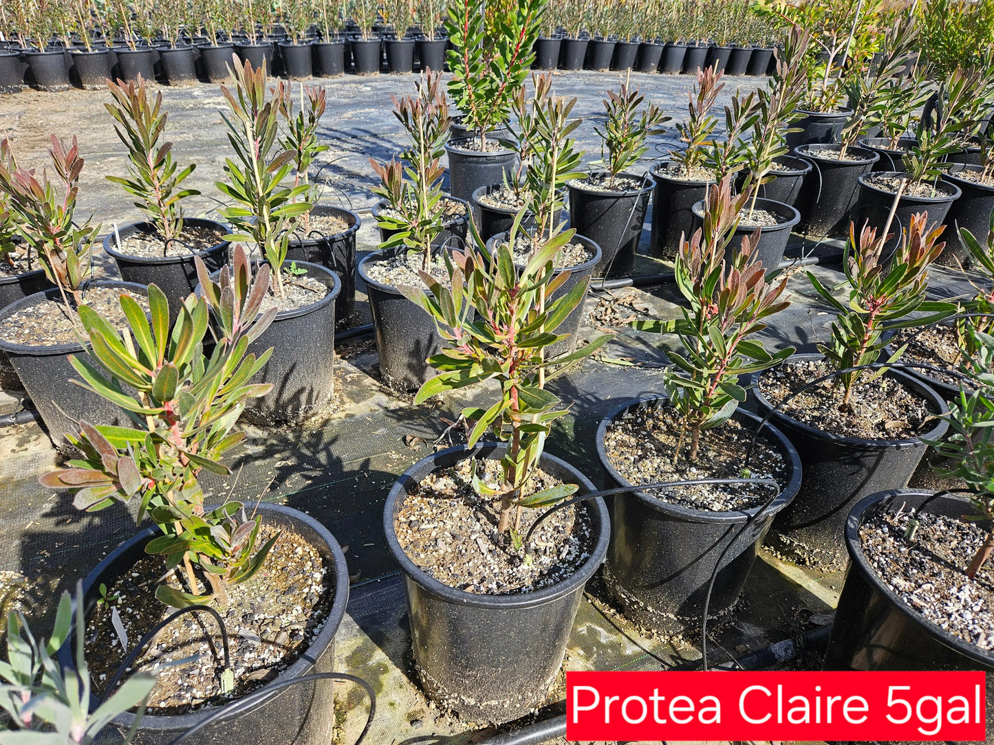 PROTEA Claire - Cultivate the Exotic Protea Plants in Your Garden Bonte Farm