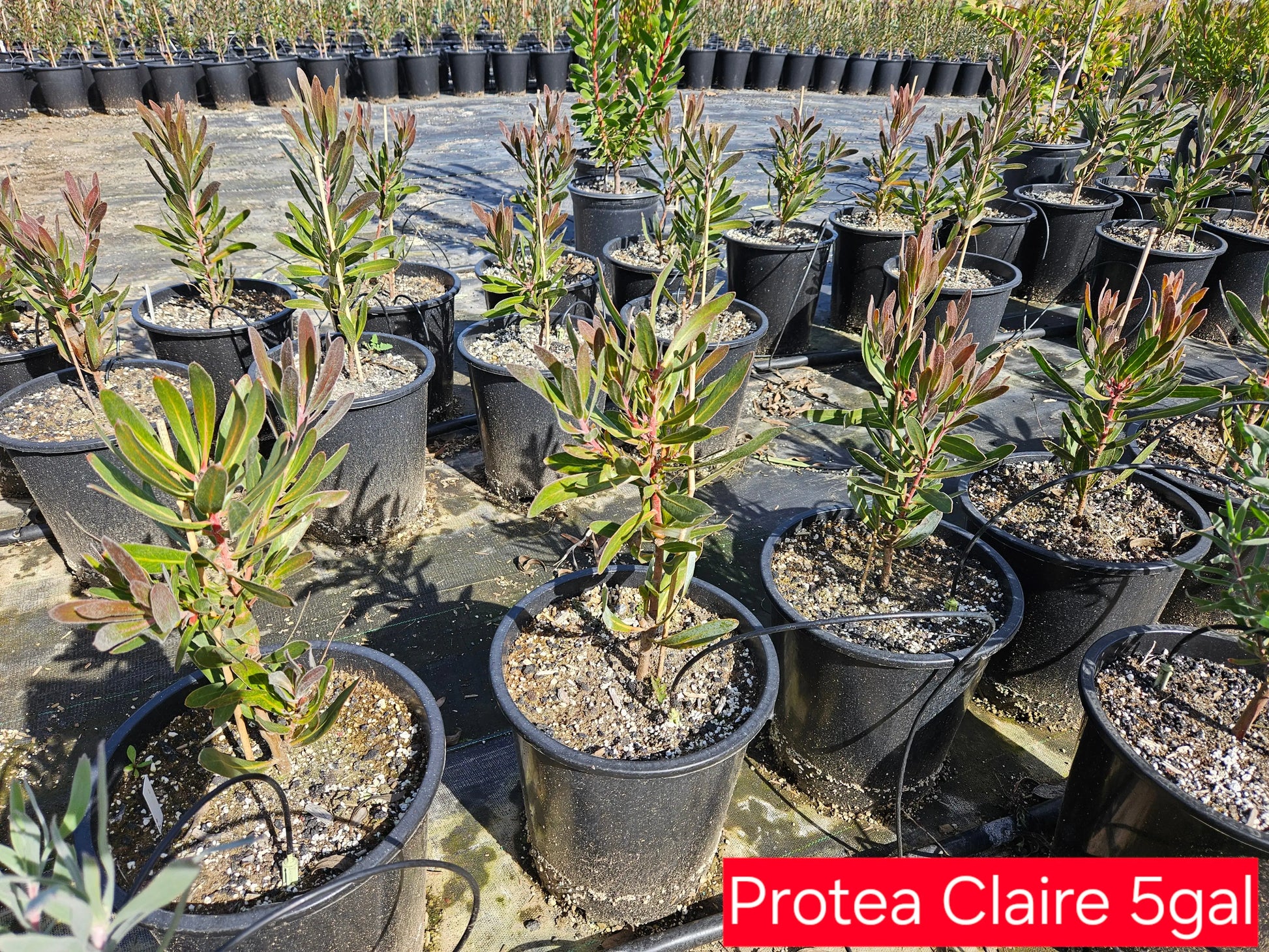 PROTEA Claire - Cultivate the Exotic Protea Plants in Your Garden Bonte Farm