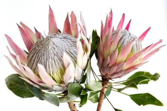 PROTEA Pink King - Exquisite Plant Gives Striking Blooms to Your Garden - Bonte Farm