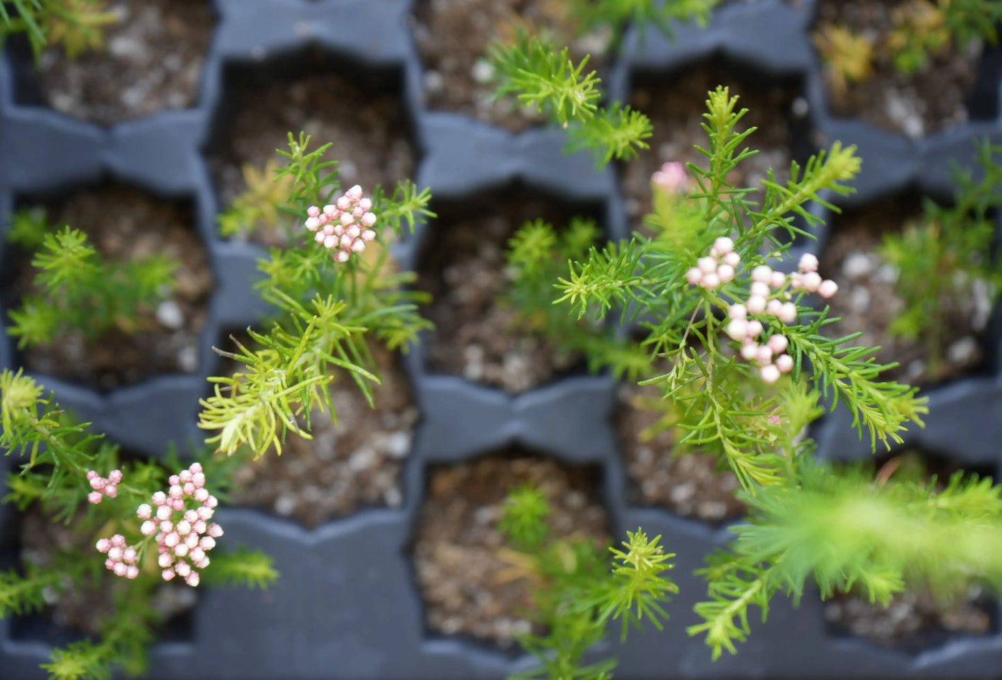 Pimelea ferruginea | Pink Rice Flowers My Store