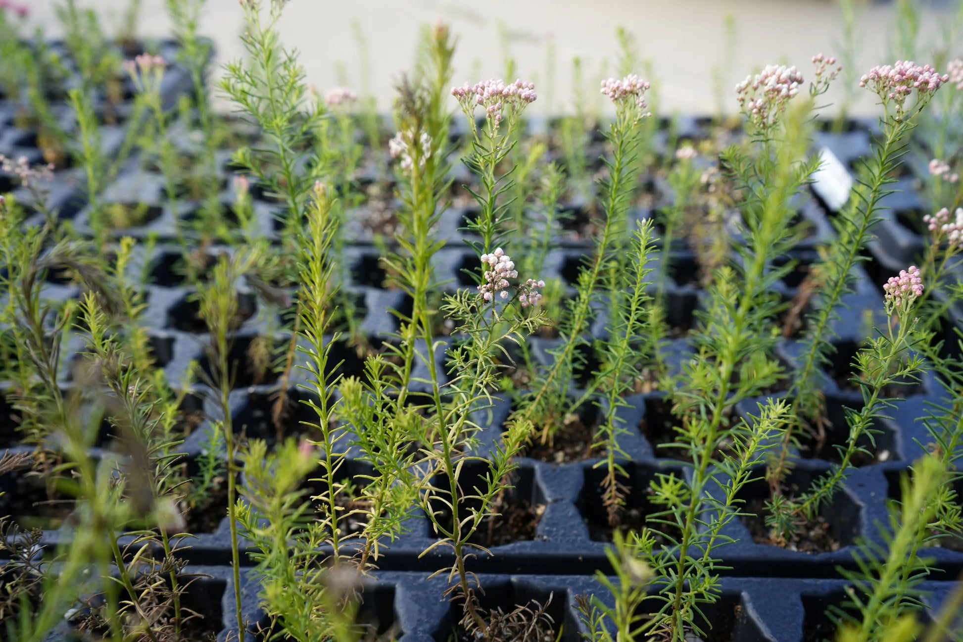 Pimelea ferruginea | Pink Rice Flowers My Store