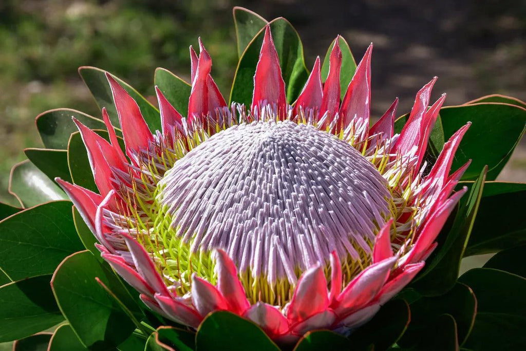 King Protea flower with pink petals and large white center in outdoor garden