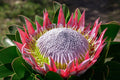King Protea flower with pink petals and large white center in outdoor garden