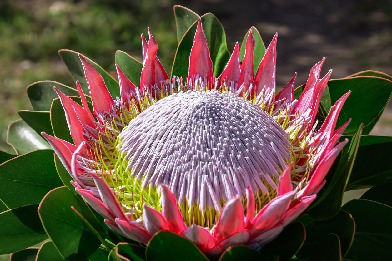 Protea King | protea cynaroides - Bonte Farm