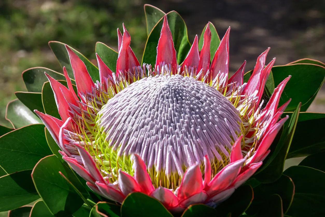 King Protea flower with pink petals and large white center in outdoor garden