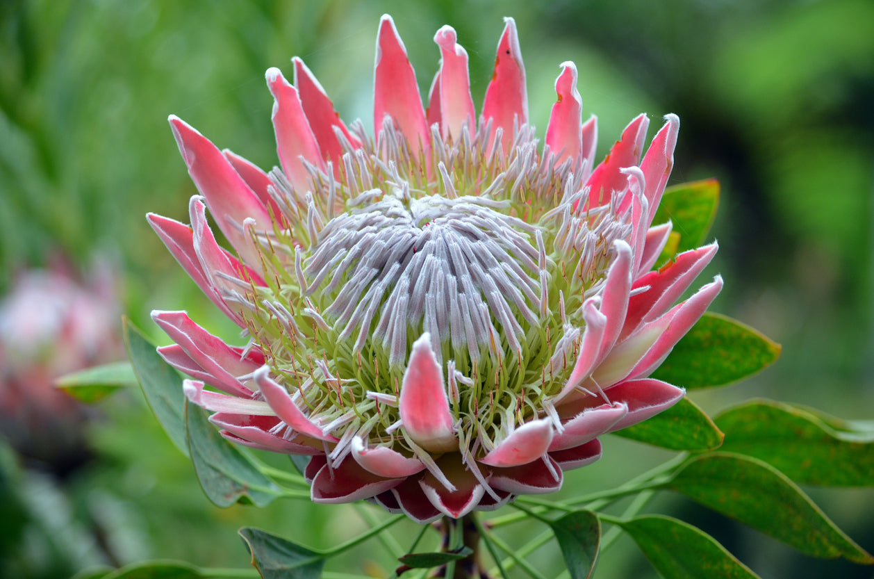 Protea King | protea cynaroides - Bonte Farm