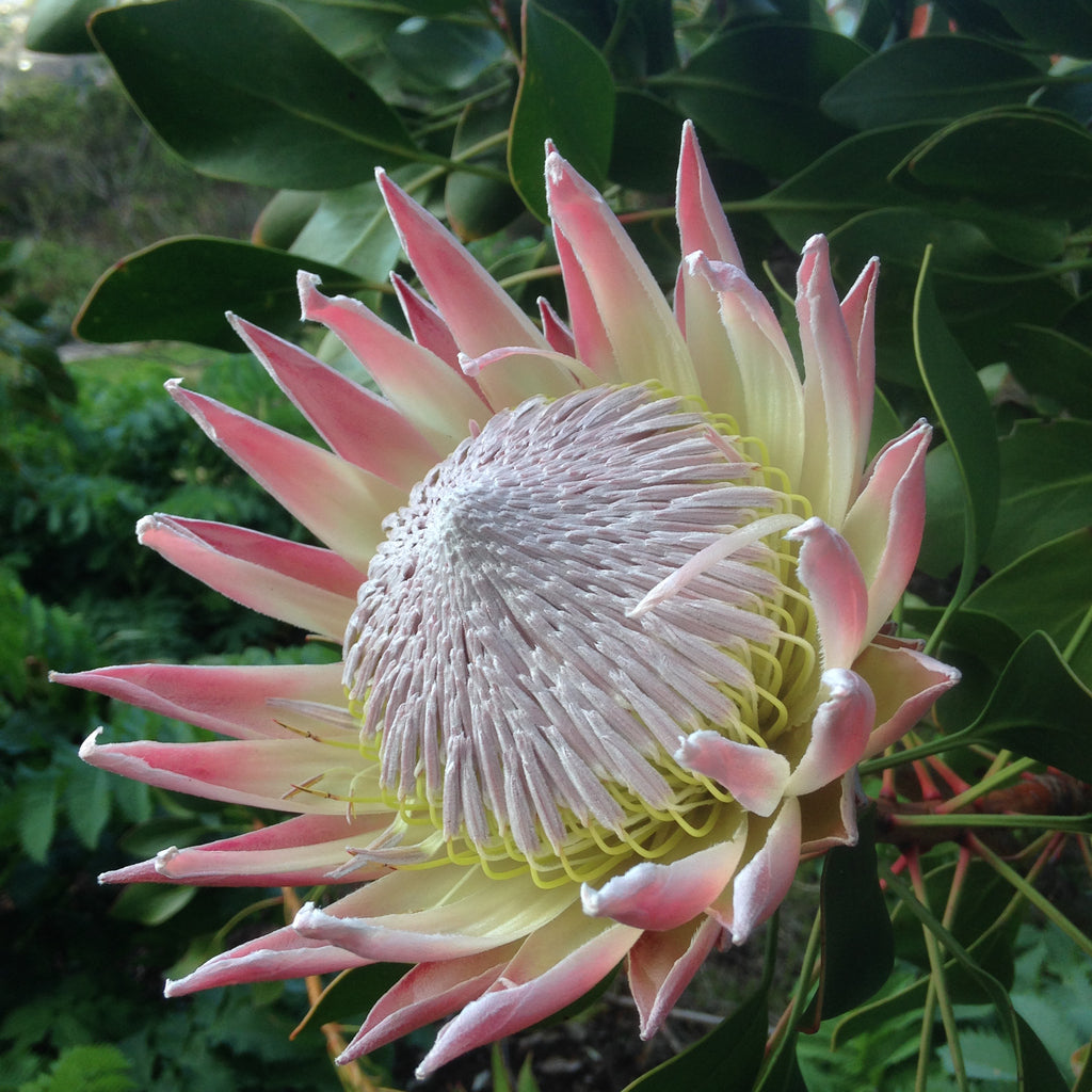 Protea King | protea cynaroides Bonte Farm