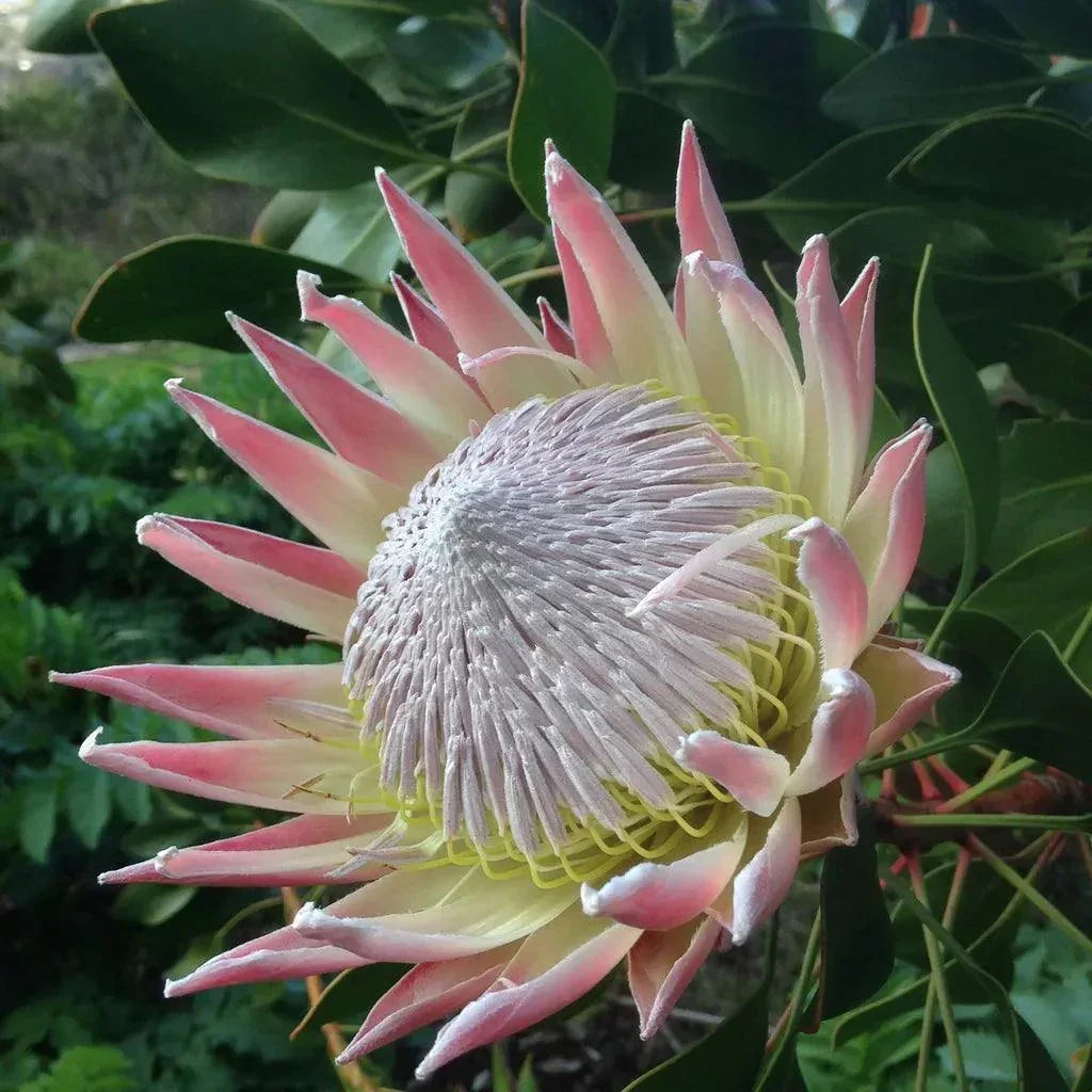 King Protea cynaroides flower in bloom with pink-tipped petals and green foliage