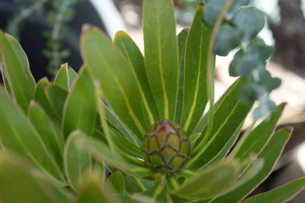 Close-up of Protea plant bud with green leaves, exotic flowering shrub