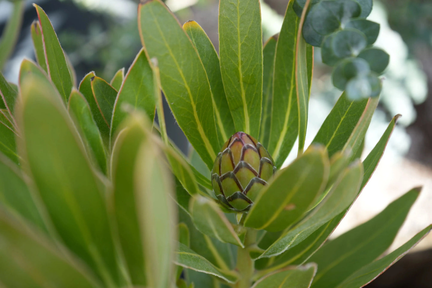 Protea Plant 'Brenda' - Large Pink Flowering Shrub Bonte Farm