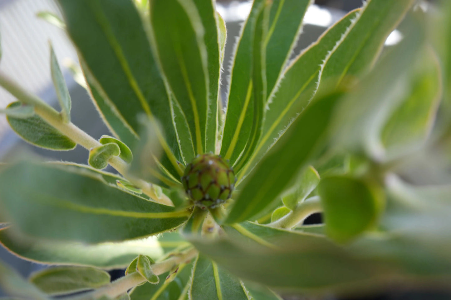 Protea Plant 'Brenda' - Large Pink Flowering Shrub Bonte Farm