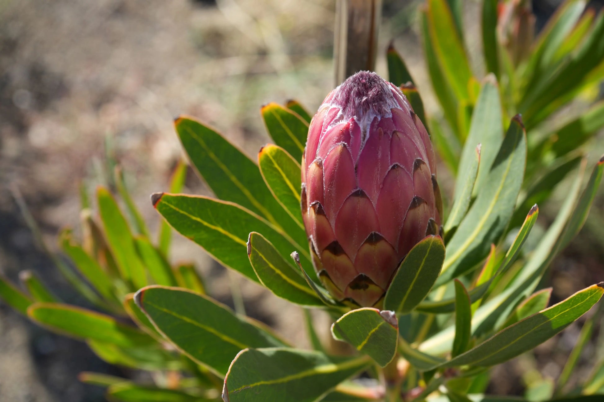 Protea Plant 'Claire' - Cultivate the Exotic Protea Plants in Your Garden Bonte Farm