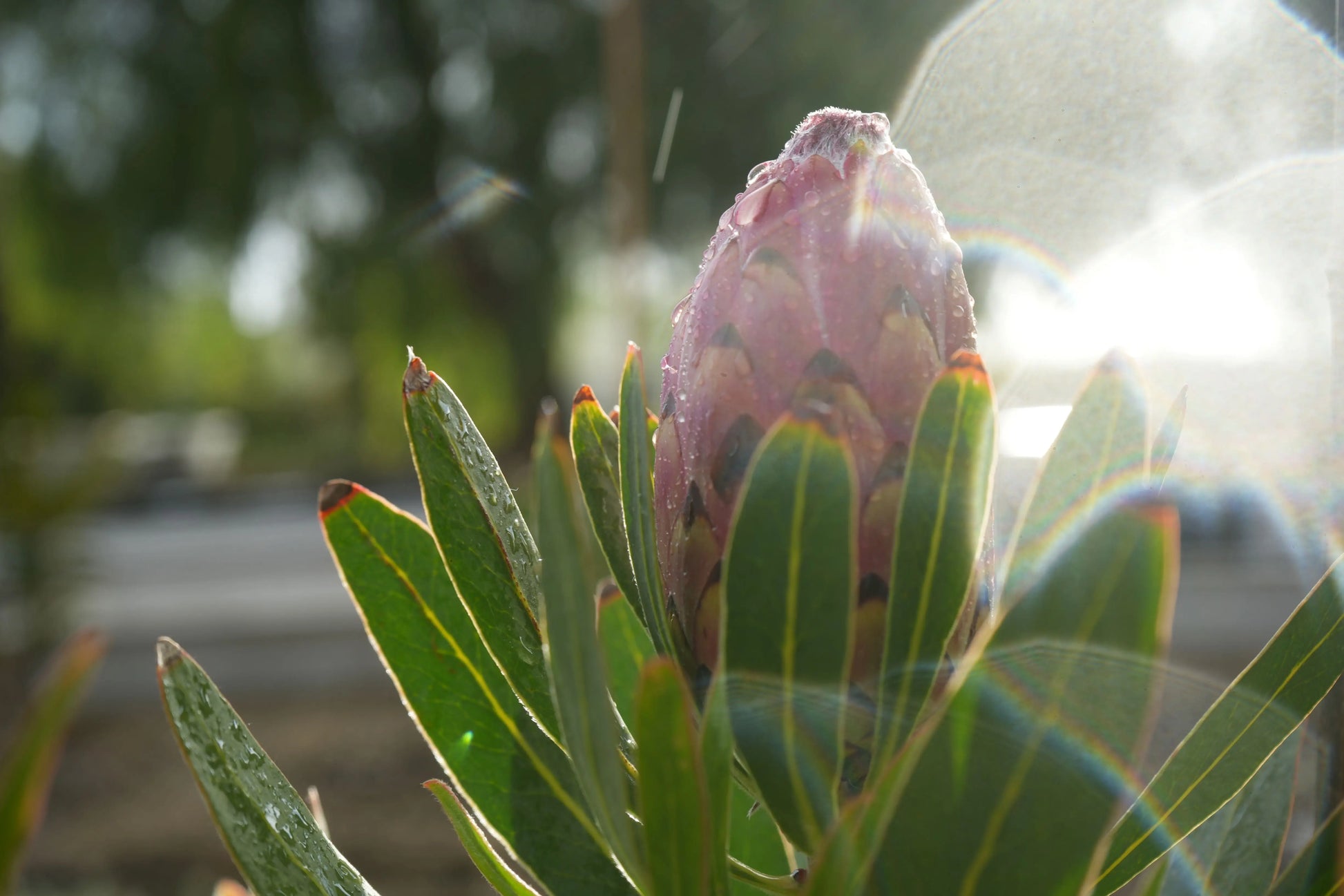 Protea Plant 'Claire' - Cultivate the Exotic Protea Plants in Your Garden Bonte Farm