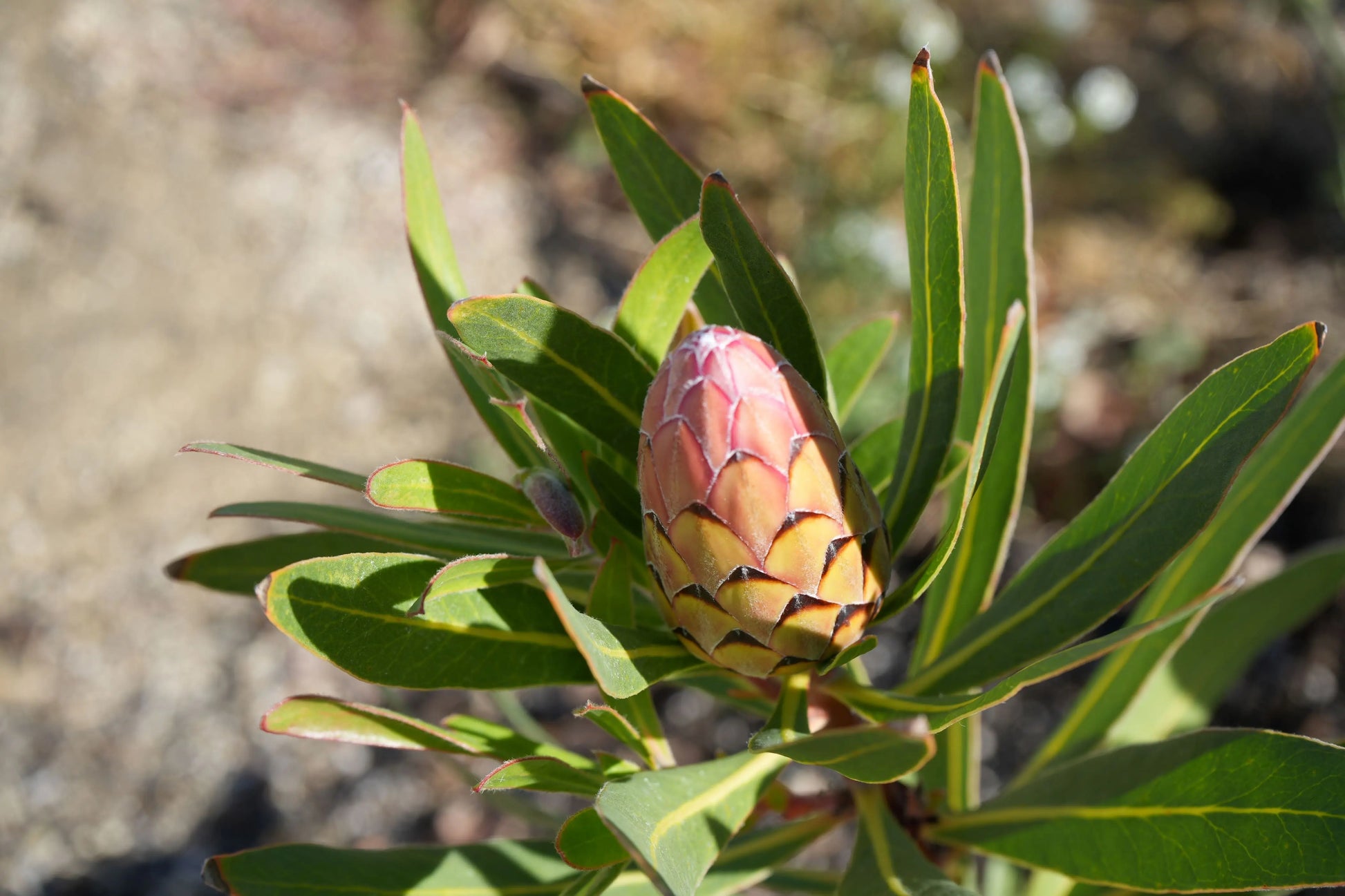 Protea Plant 'Claire' - Cultivate the Exotic Protea Plants in Your Garden Bonte Farm