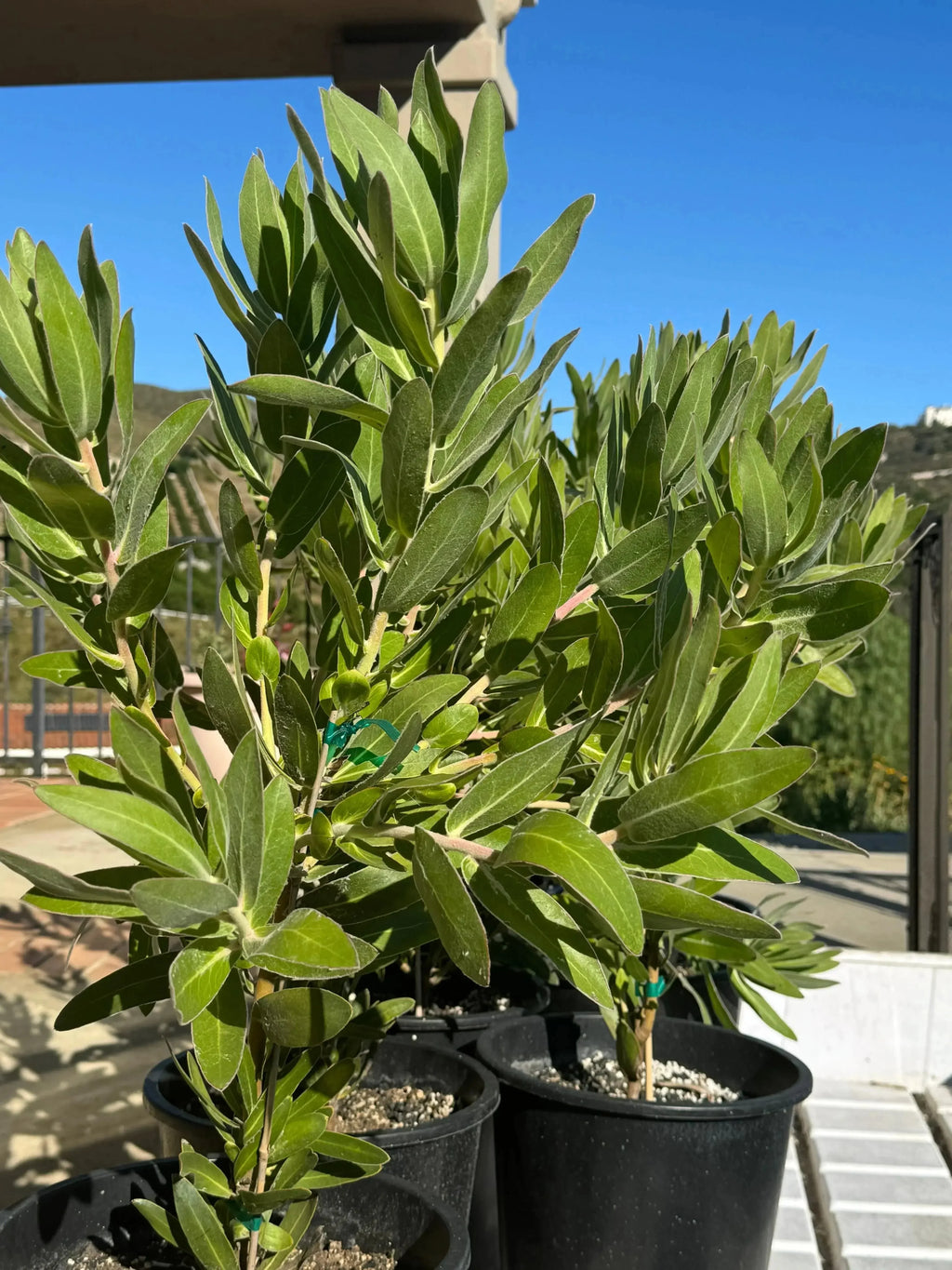 Protea Trish Compacta plant in black pot, hardy green foliage, outdoor garden setting