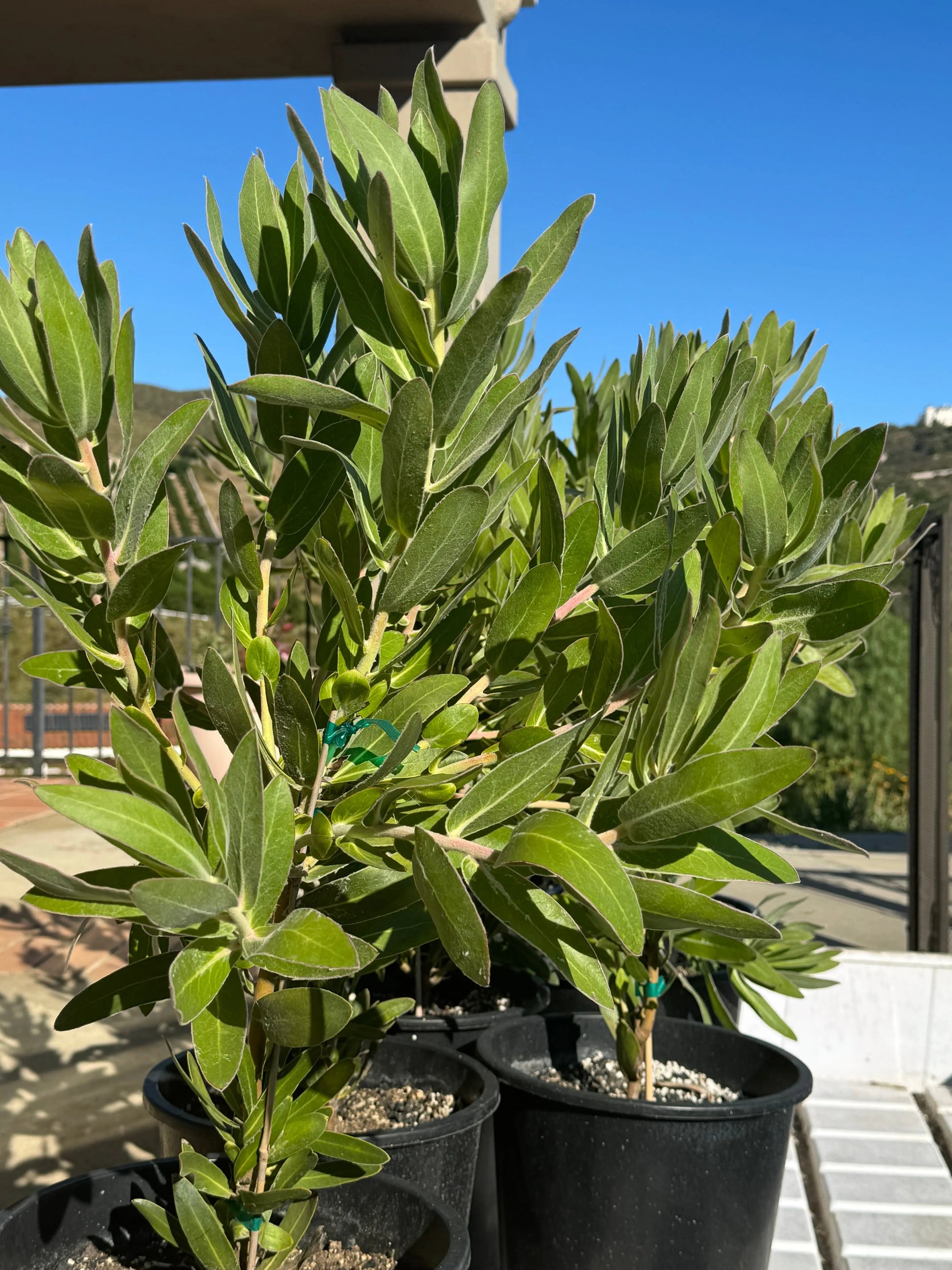 Protea Trish Compacta | Unique and Hardy Garden Beauty Protea Plants - Bonte Farm