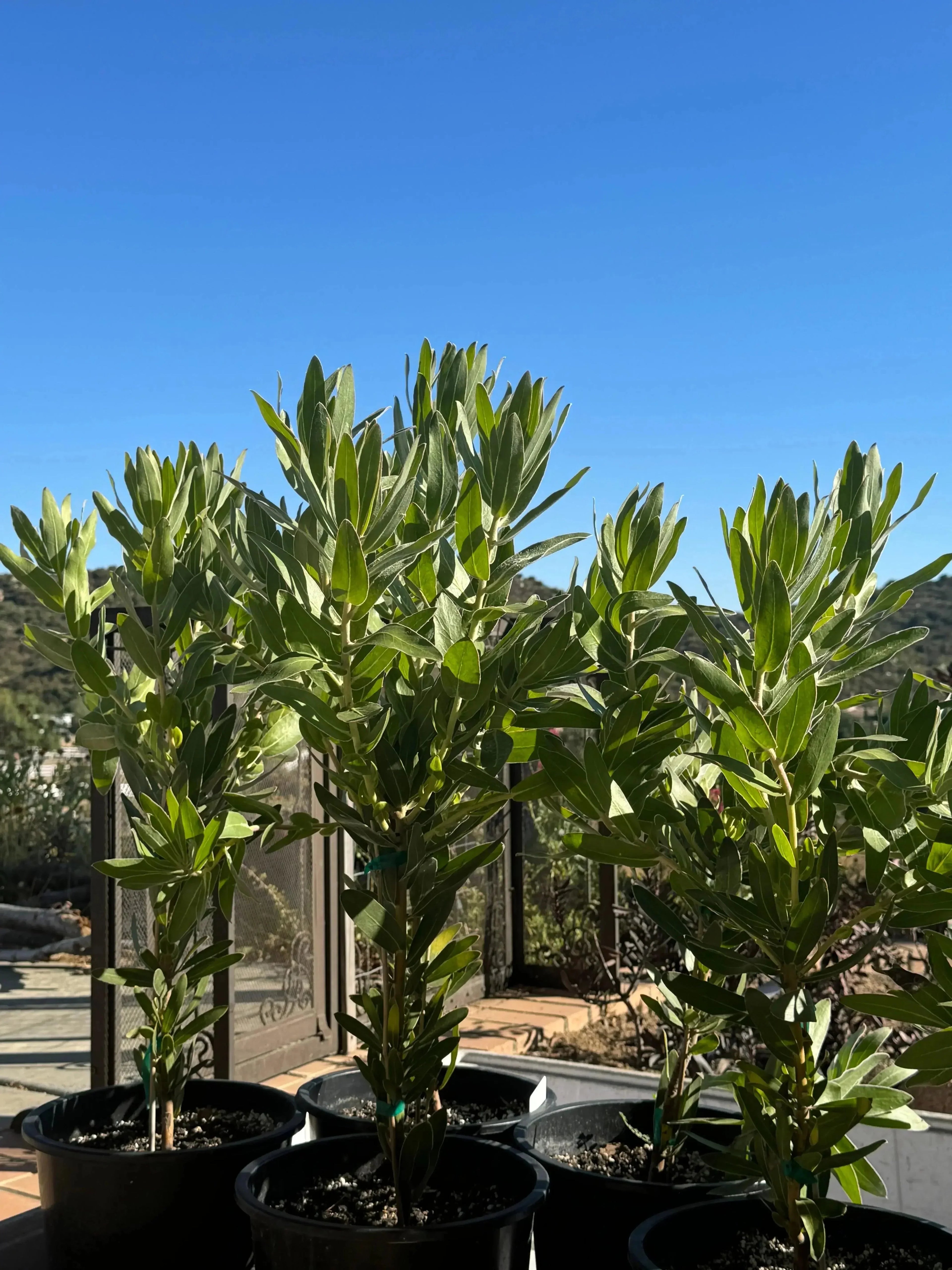 Protea compacta plants in black pots outdoors under blue sky, lush green foliage