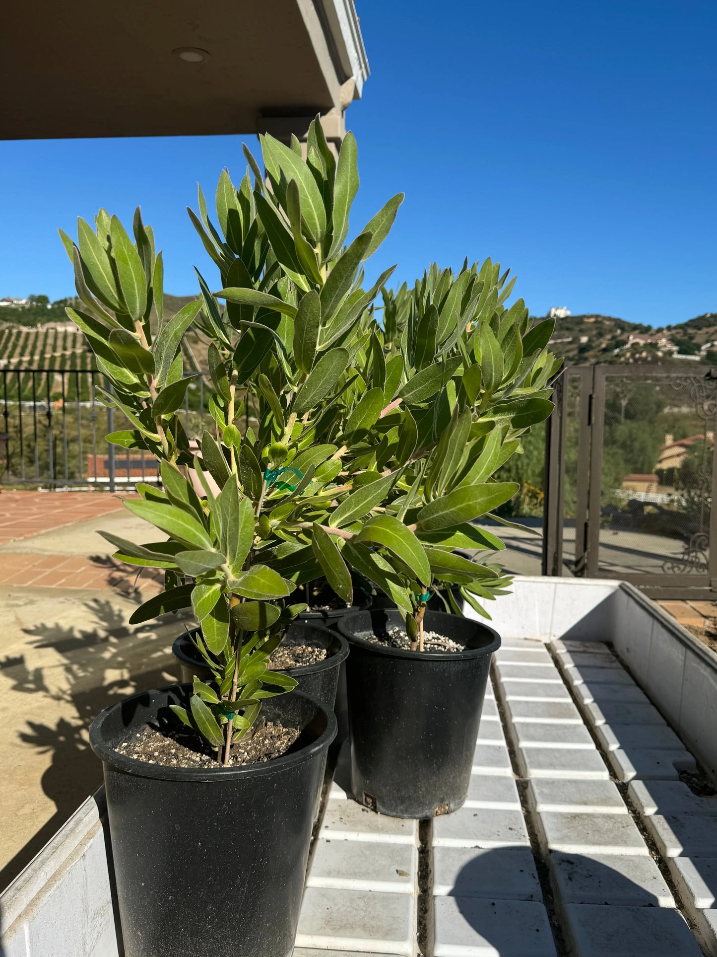 Protea Trish Compacta | Unique and Hardy Garden Beauty Protea Plants Bonte Farm