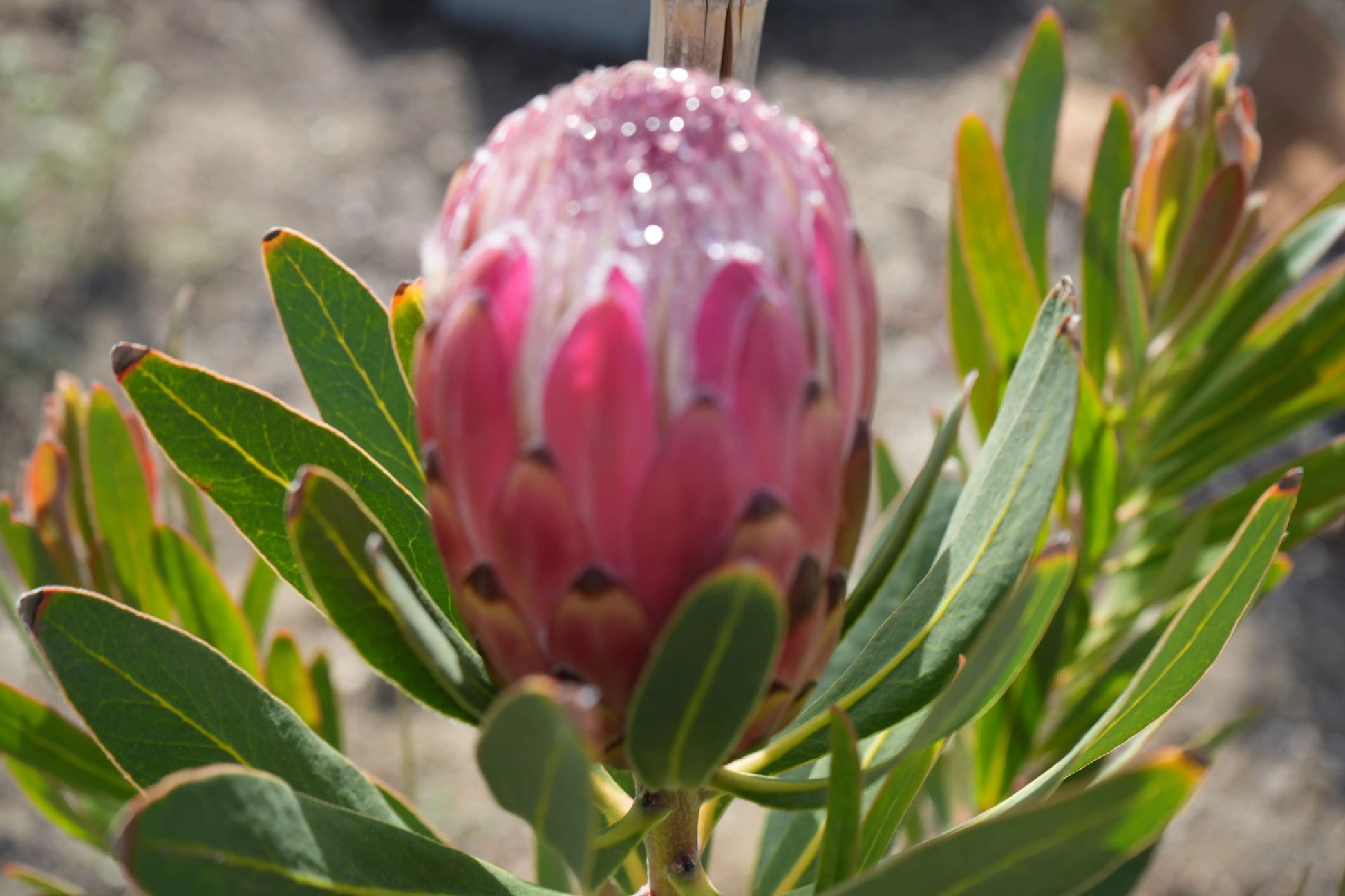 Protea 'Claire': Cultivate the Exotic Protea Plants in Your Garden Bonte Farm