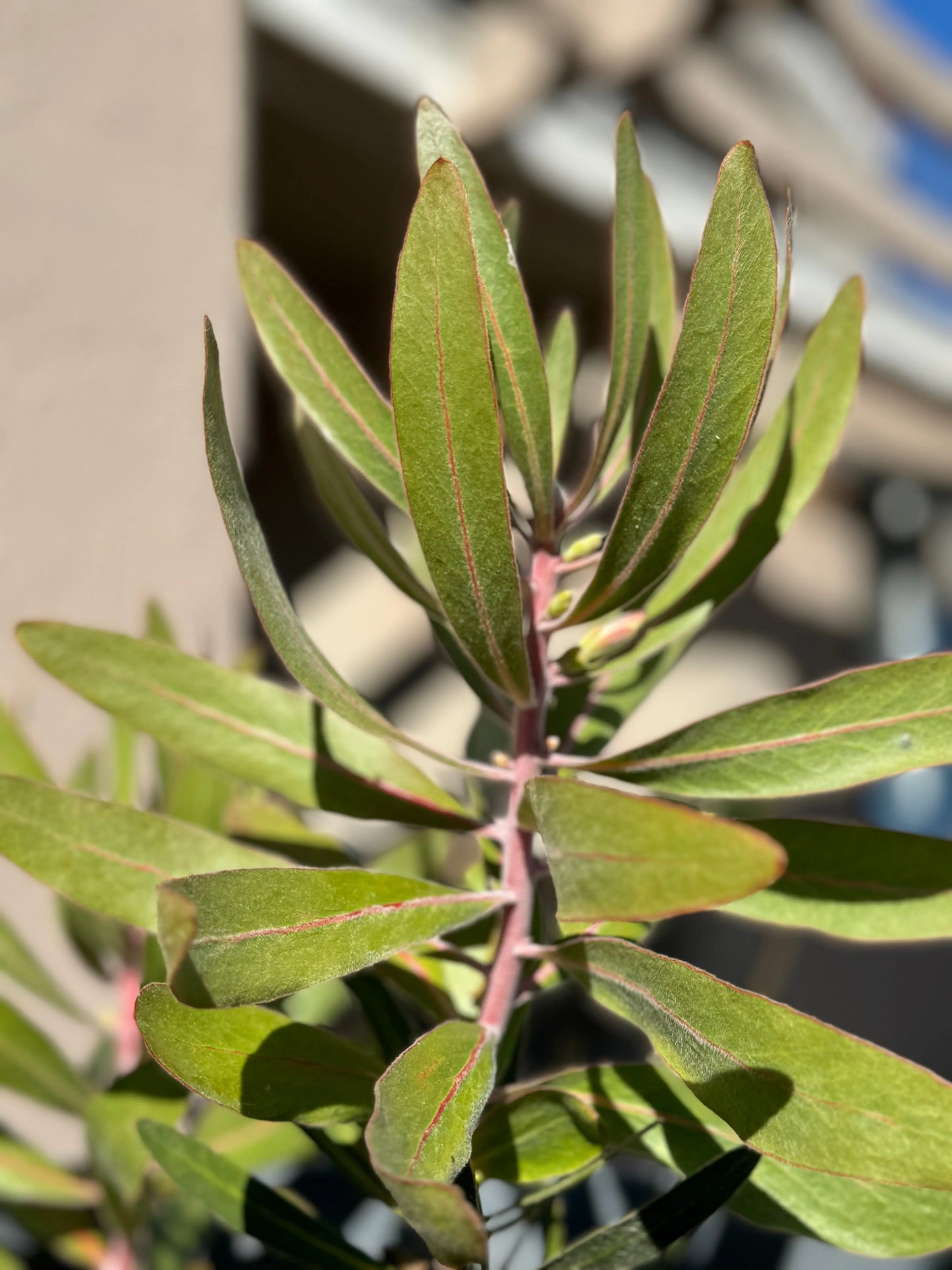 Protea 'Pink Ice' | vibrant pink petals and delicate structure flowers - protea plants Bonte Farm