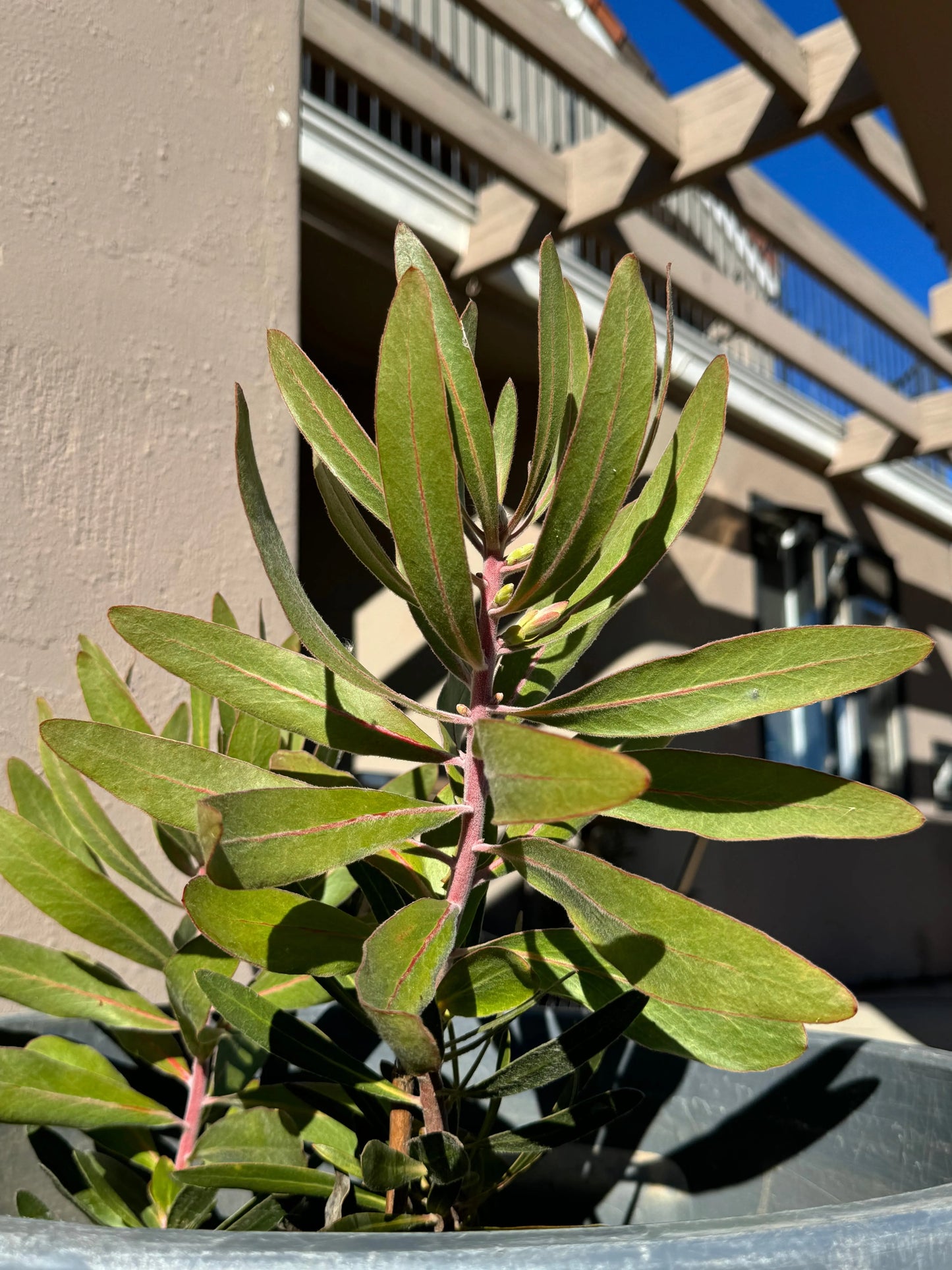 Protea 'Pink Ice' | vibrant pink petals and delicate structure flowers - protea plants Bonte Farm