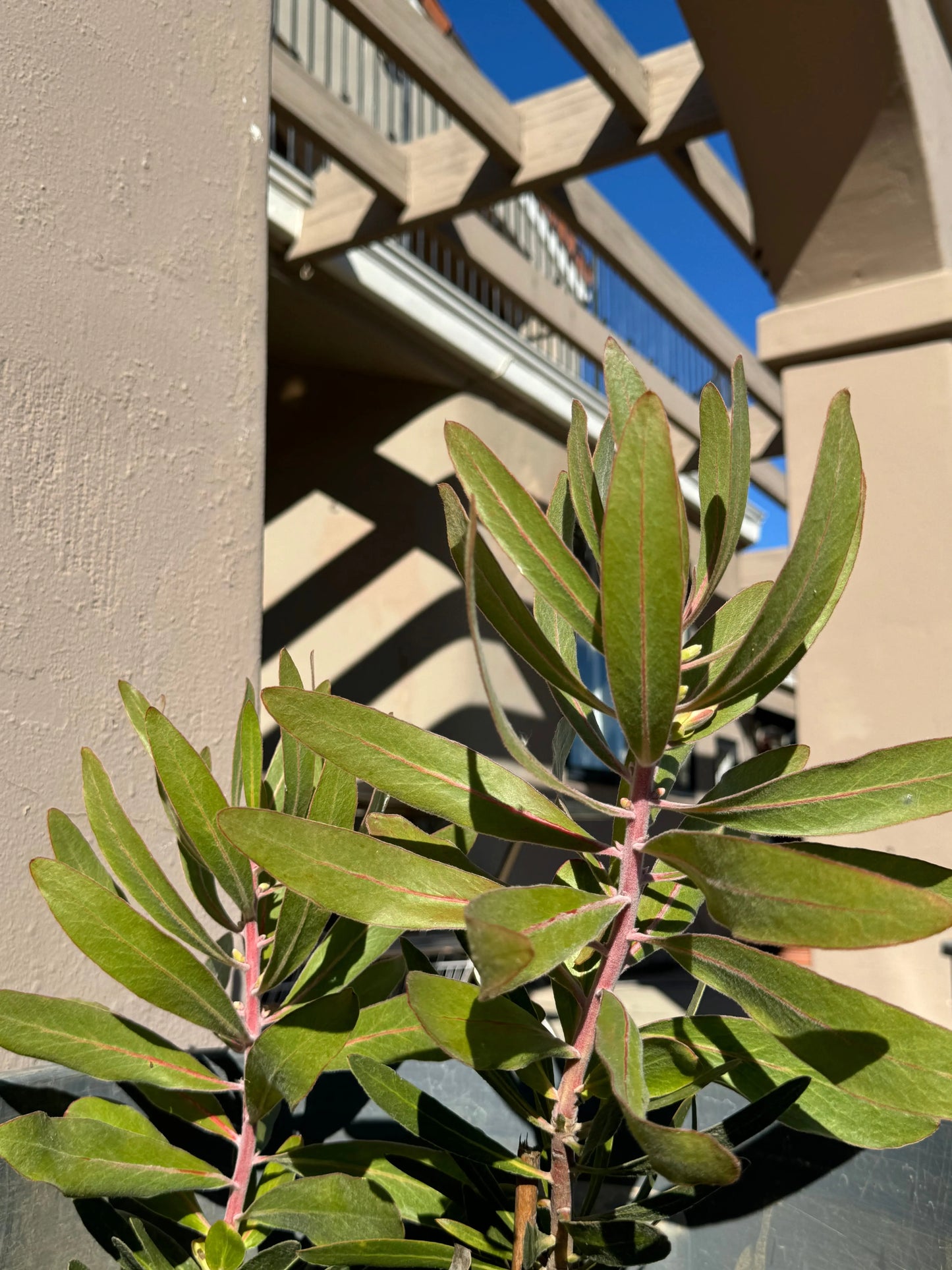 Protea 'Pink Ice' | vibrant pink petals and delicate structure flowers - protea plants Bonte Farm