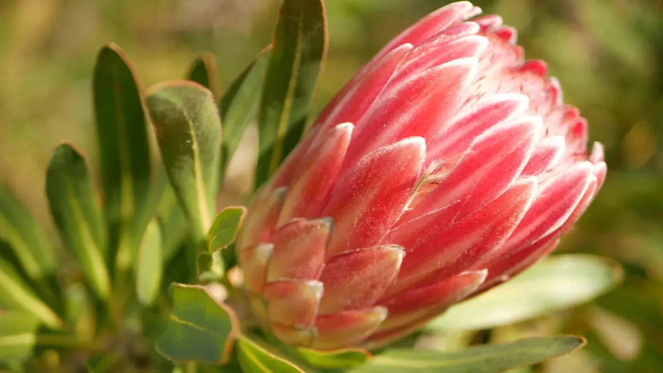 Protea Plant Pink Ice - Vibrant and Delicate Protea Pink Ice – Bonte Farm