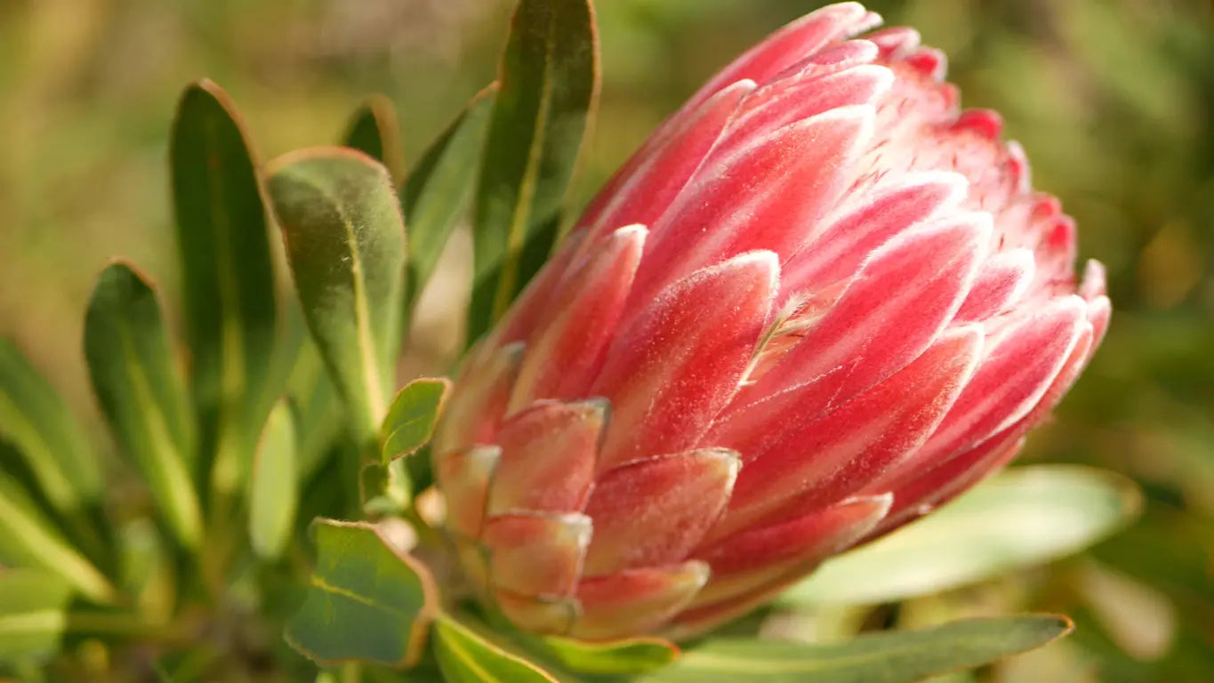 Protea 'Pink Ice' | vibrant pink petals and delicate structure flowers - protea plants Bonte Farm