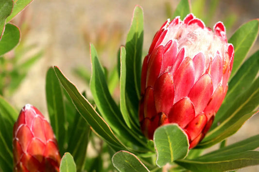 Protea 'Pink Ice' | vibrant pink petals and delicate structure flowers - protea plants Bonte Farm